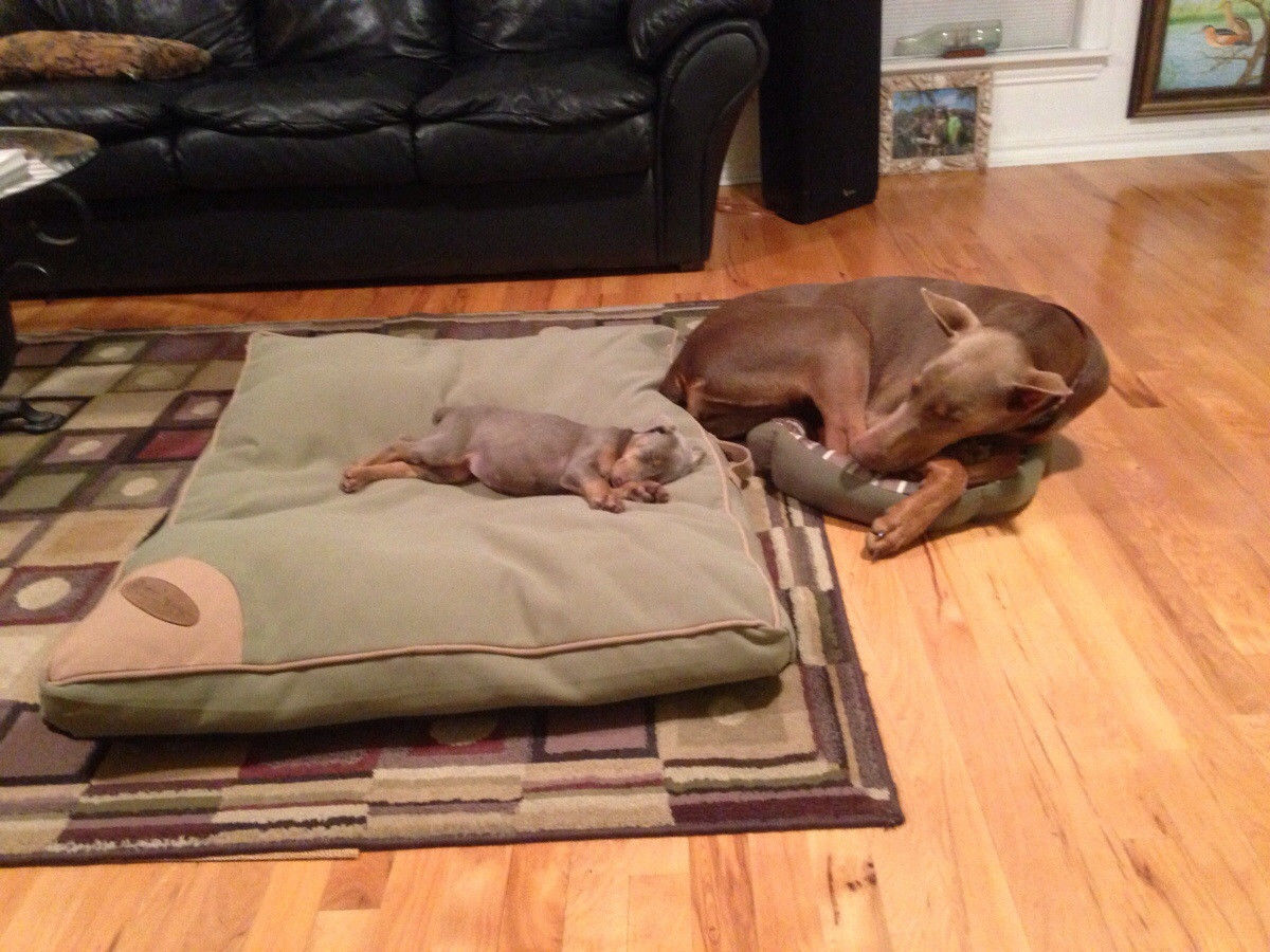 Guarding the sleep of the small - Dog, Dream, Milota, Doberman, Lounger, Bed, Repeat