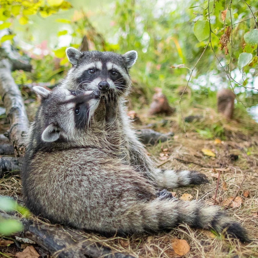 Love - Raccoon, Predatory animals, Mammals, Animals, wildlife, Nature, The photo, Wild animals