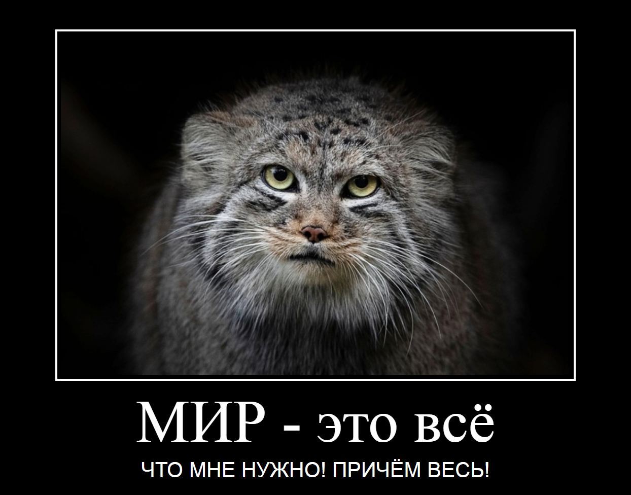 <b>Кот</b> Манул <b>погладь</b> <b>кота</b>.