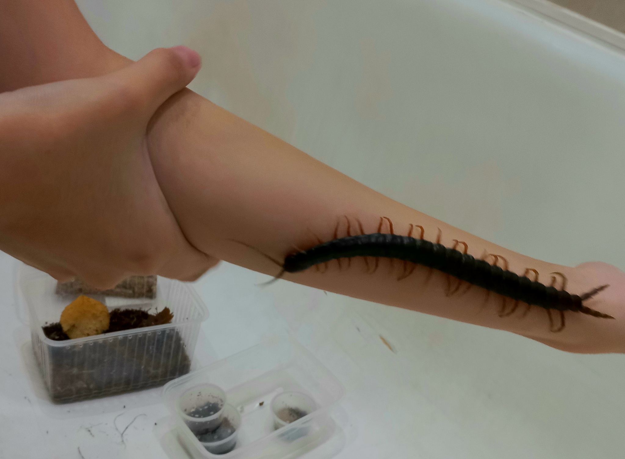 On the handles and some news - My, Pets, Scolopendra, Centipede, Insectophobia, The photo, Insects