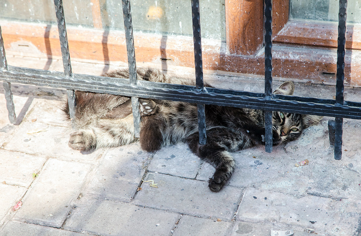 Istanbul. - My, Turkey, Istanbul, Istiklal Istanbul, Travels, Mosque, Longpost, Bosphorus