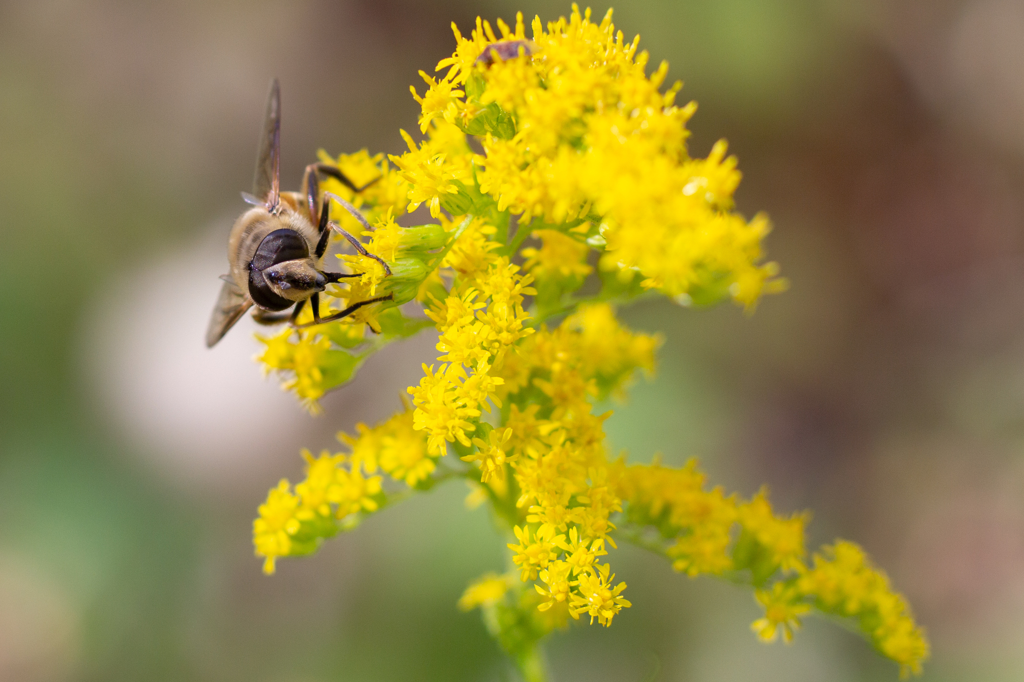 Autumn irregular bee - My, Bees, Insects, The photo, Macro photography, Plants