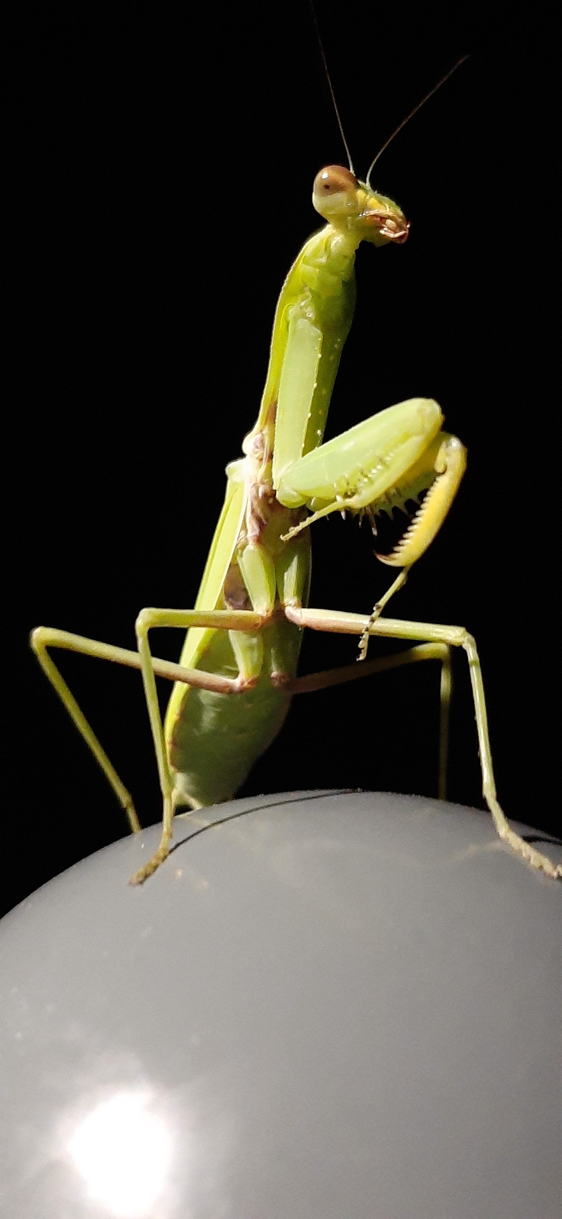 New girlfriend from Anapa - My, Mantis, Insects, Pets, Longpost