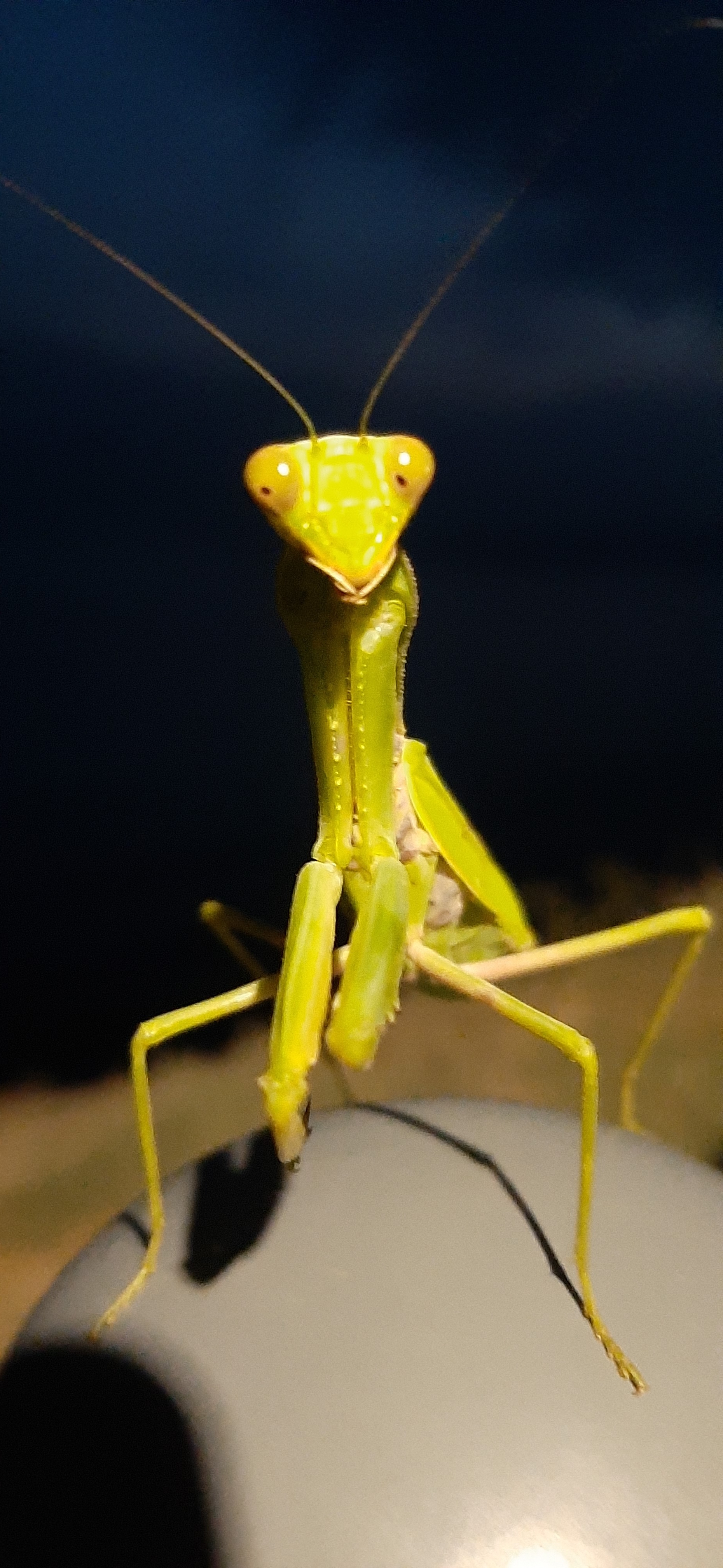 New girlfriend from Anapa - My, Mantis, Insects, Pets, Longpost