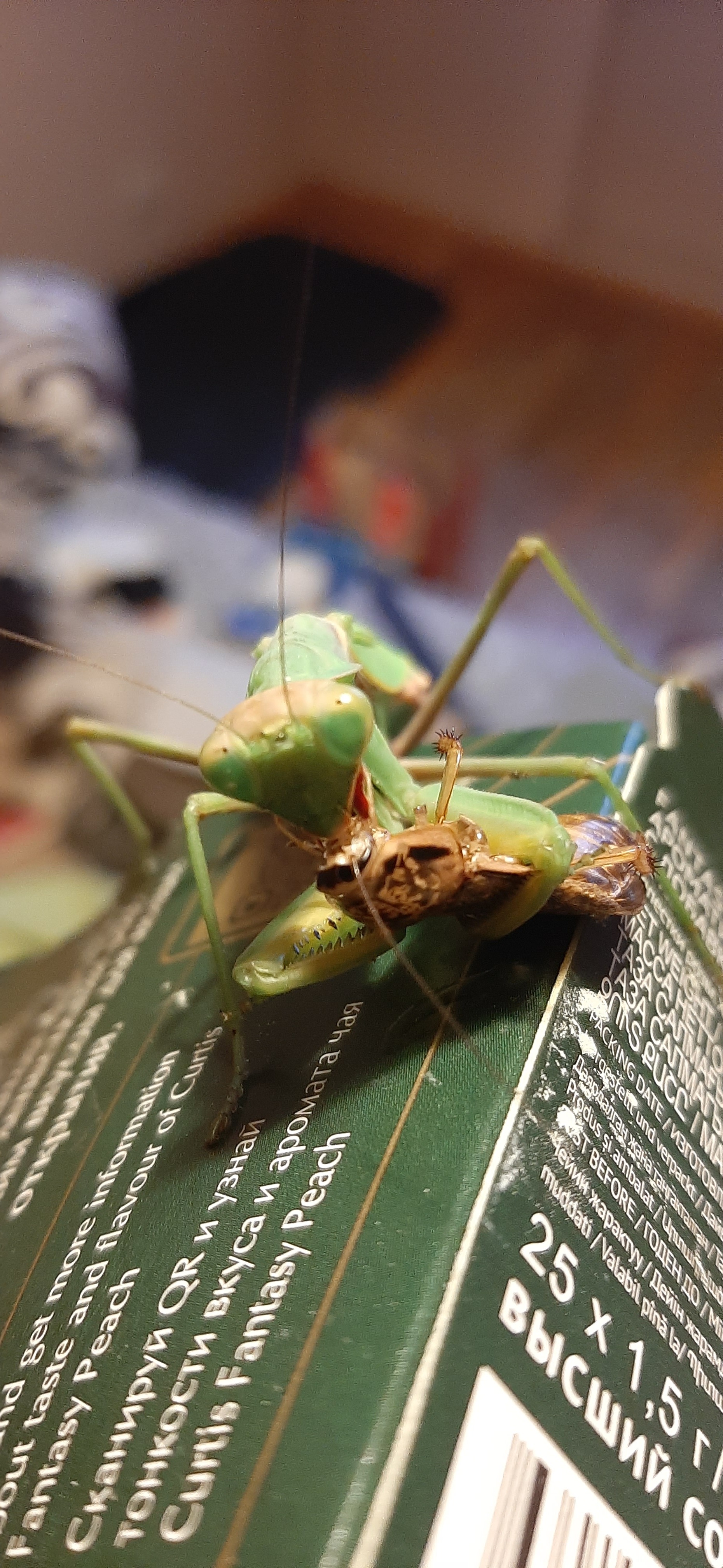 New girlfriend from Anapa - My, Mantis, Insects, Pets, Longpost