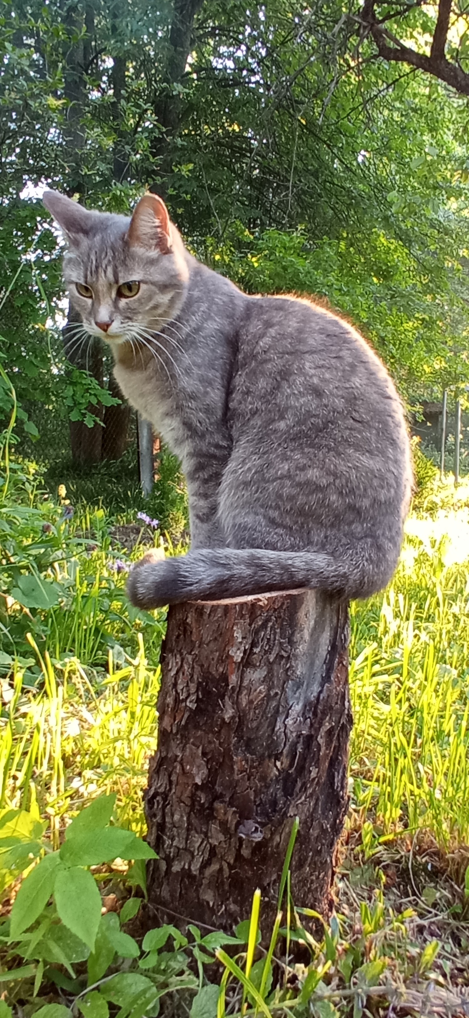 country cat - My, cat, Dacha, Longpost