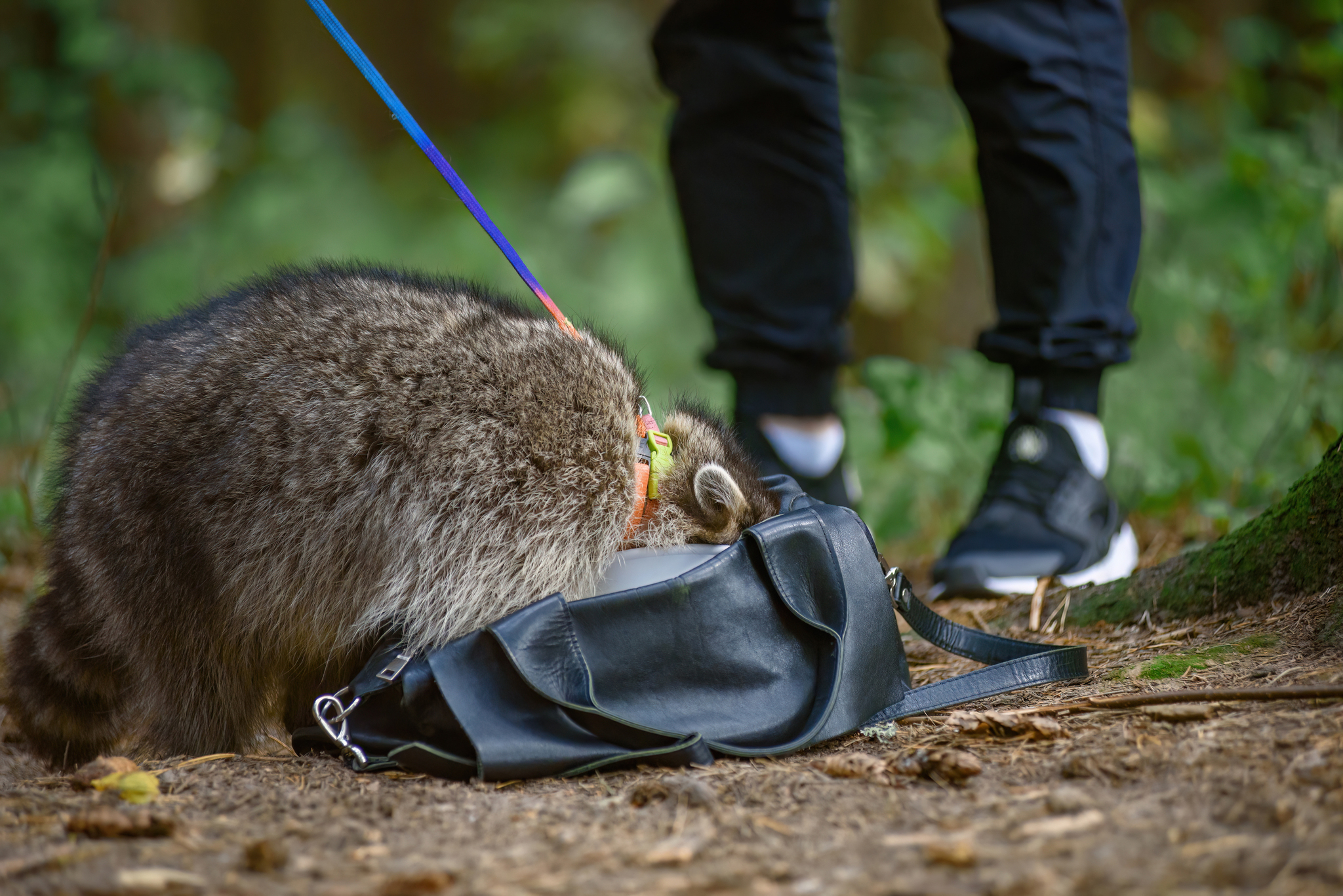 Pumbaa - My, Forest, Animals, Raccoon, The photo, Wild animals, Longpost, Domestication