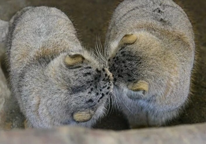 Love love... - Pallas' cat, Pet the cat, Fluffy, Milota, Kiss, Repeat