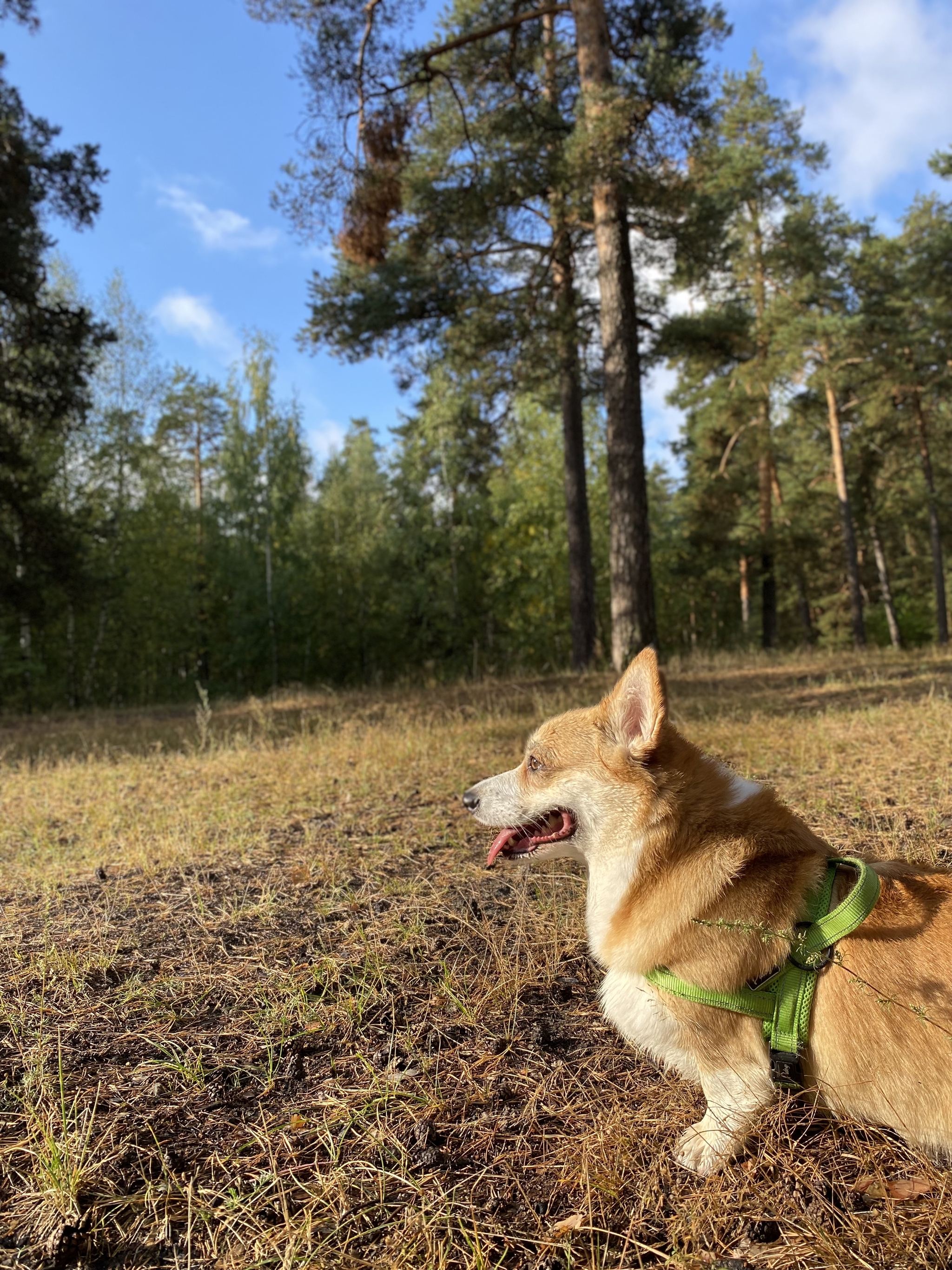 The smell of autumn - Dog, Welsh corgi pembroke, Dog days, Autumn, Photo on sneaker, Longpost, Mobile photography