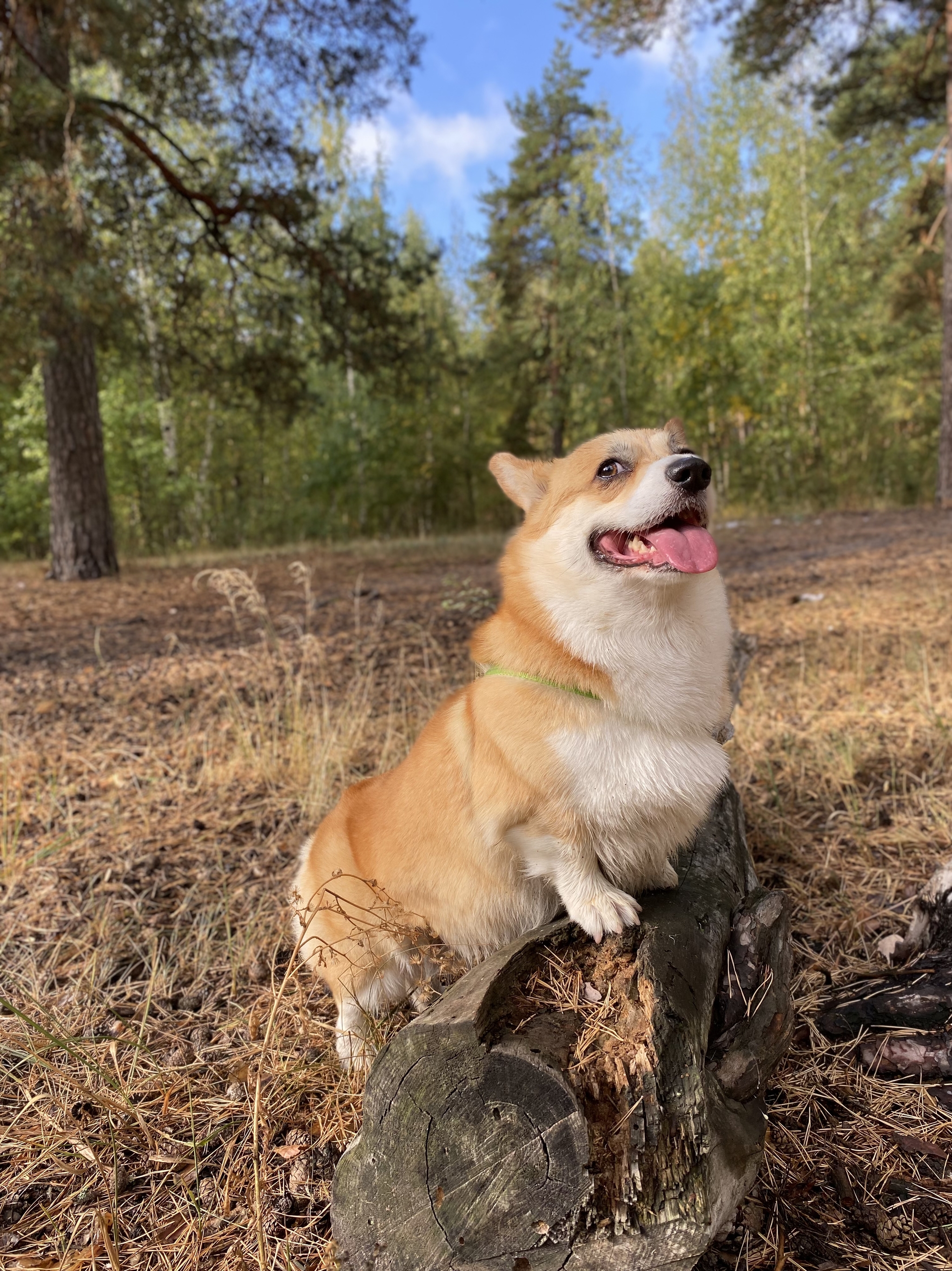 The smell of autumn - Dog, Welsh corgi pembroke, Dog days, Autumn, Photo on sneaker, Longpost, Mobile photography