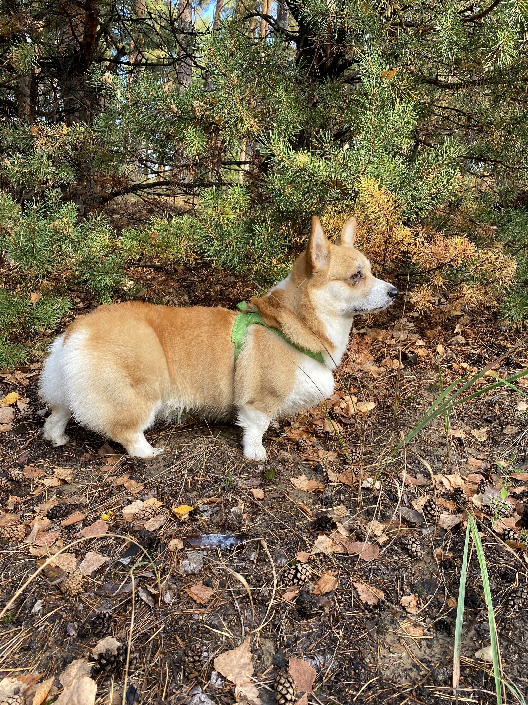 The smell of autumn - Dog, Welsh corgi pembroke, Dog days, Autumn, Photo on sneaker, Longpost, Mobile photography