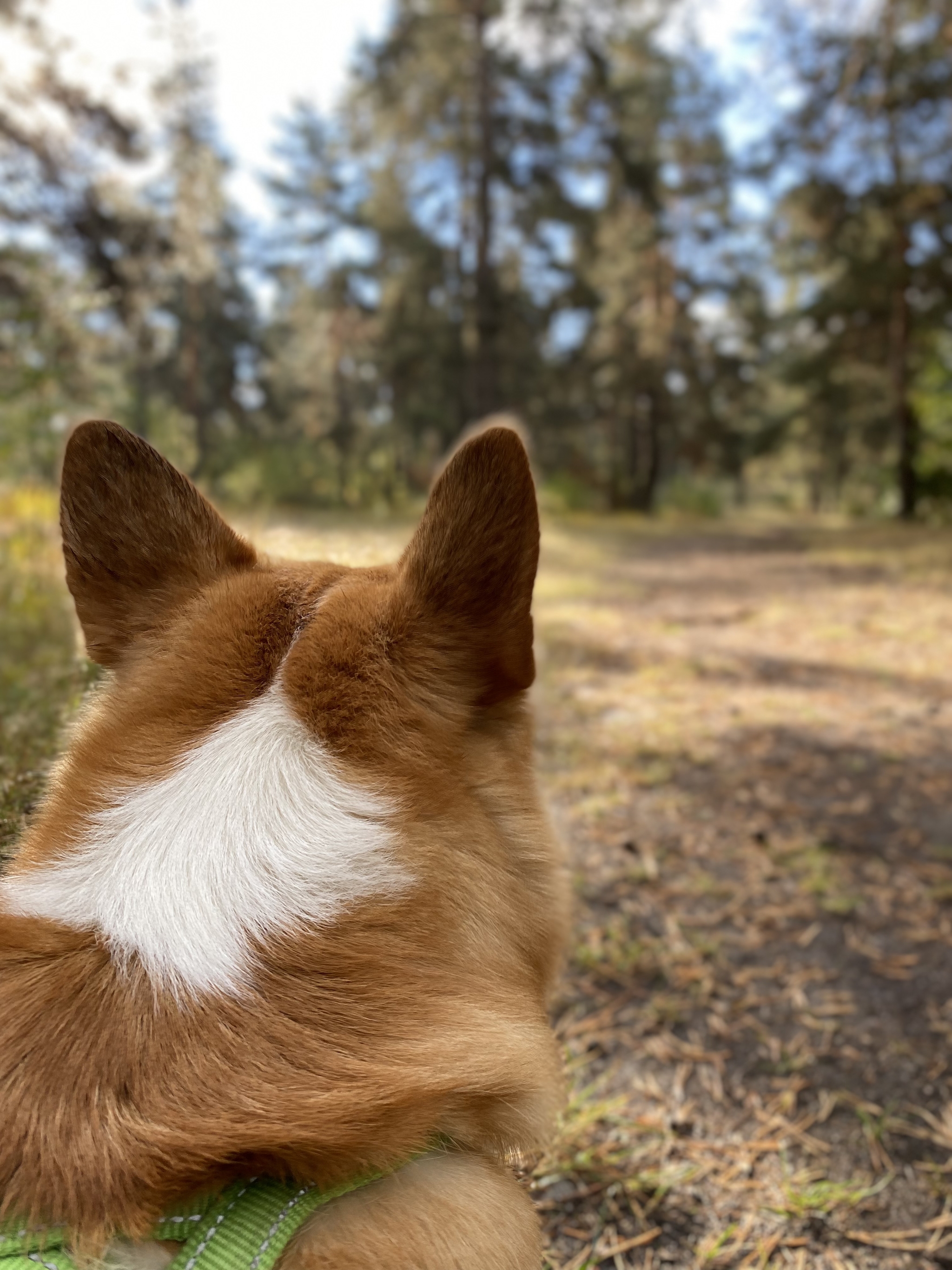 The smell of autumn - Dog, Welsh corgi pembroke, Dog days, Autumn, Photo on sneaker, Longpost, Mobile photography