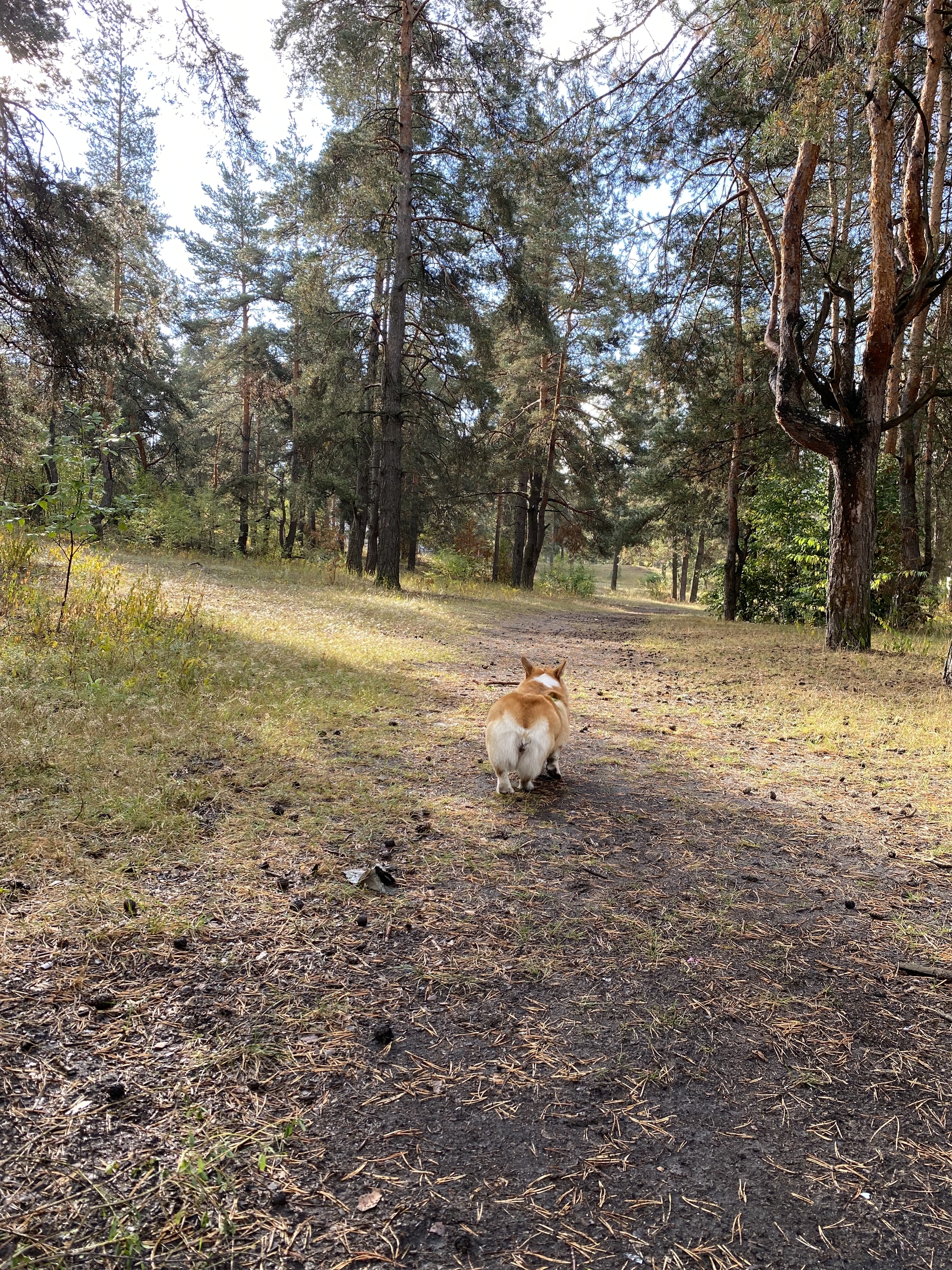 The smell of autumn - Dog, Welsh corgi pembroke, Dog days, Autumn, Photo on sneaker, Longpost, Mobile photography