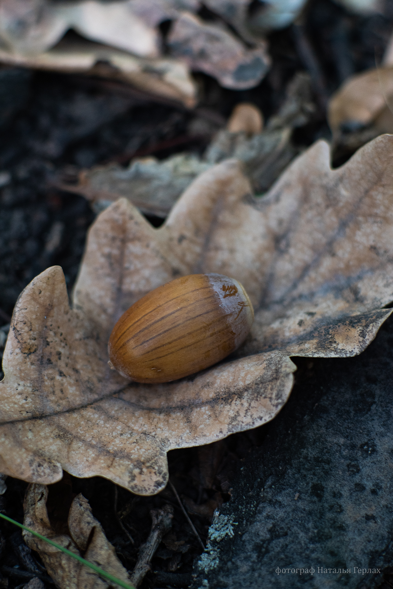 Photo walk through the autumn Arboretum of Barnaul - My, The photo, Photographer, Macro photography, Nikon, Nature, Autumn, Barnaul, Longpost, beauty