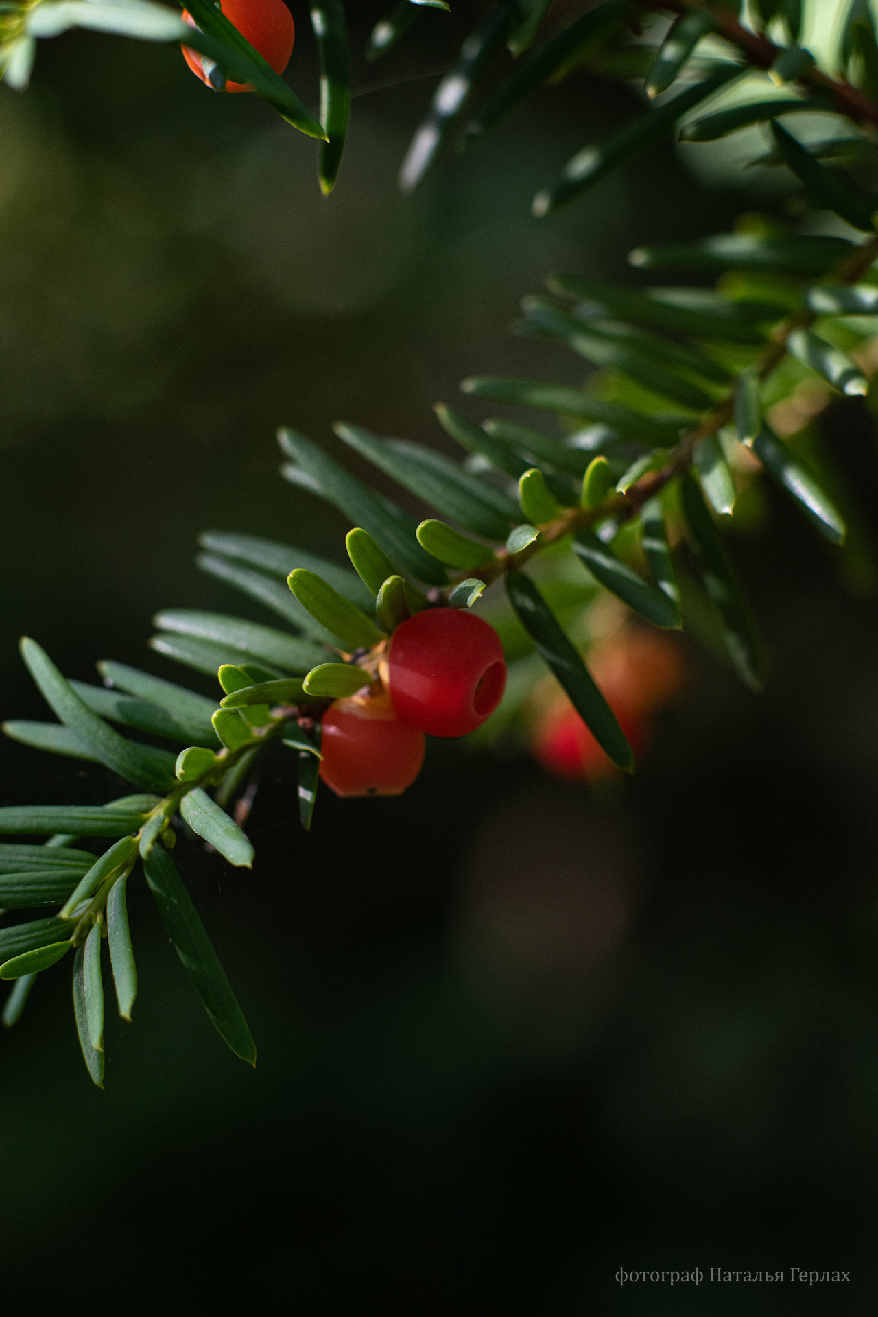 Photo walk through the autumn Arboretum of Barnaul - My, The photo, Photographer, Macro photography, Nikon, Nature, Autumn, Barnaul, Longpost, beauty