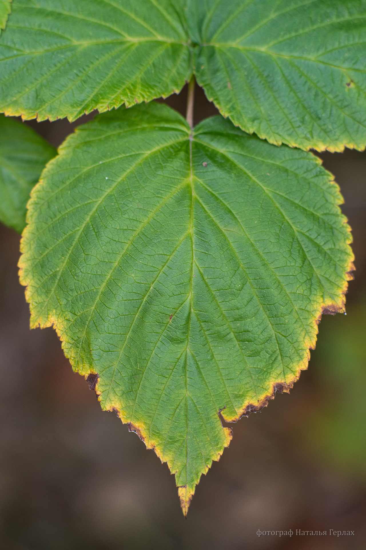 Photo walk through the autumn Arboretum of Barnaul - My, The photo, Photographer, Macro photography, Nikon, Nature, Autumn, Barnaul, Longpost, beauty