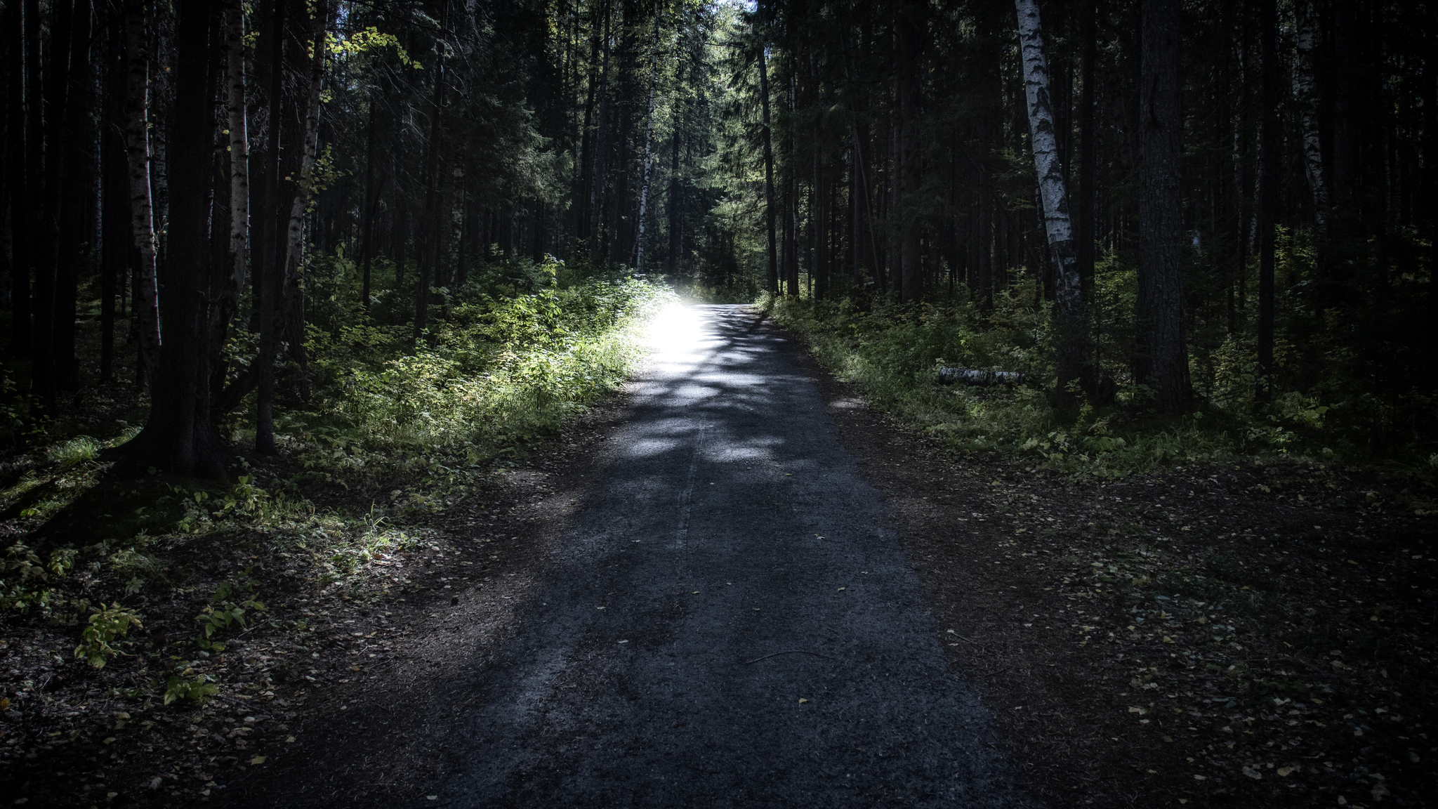 Almost dark forest - My, The photo, Beginning photographer, Autumn, Forest, Road, Perspective, Middle Ural