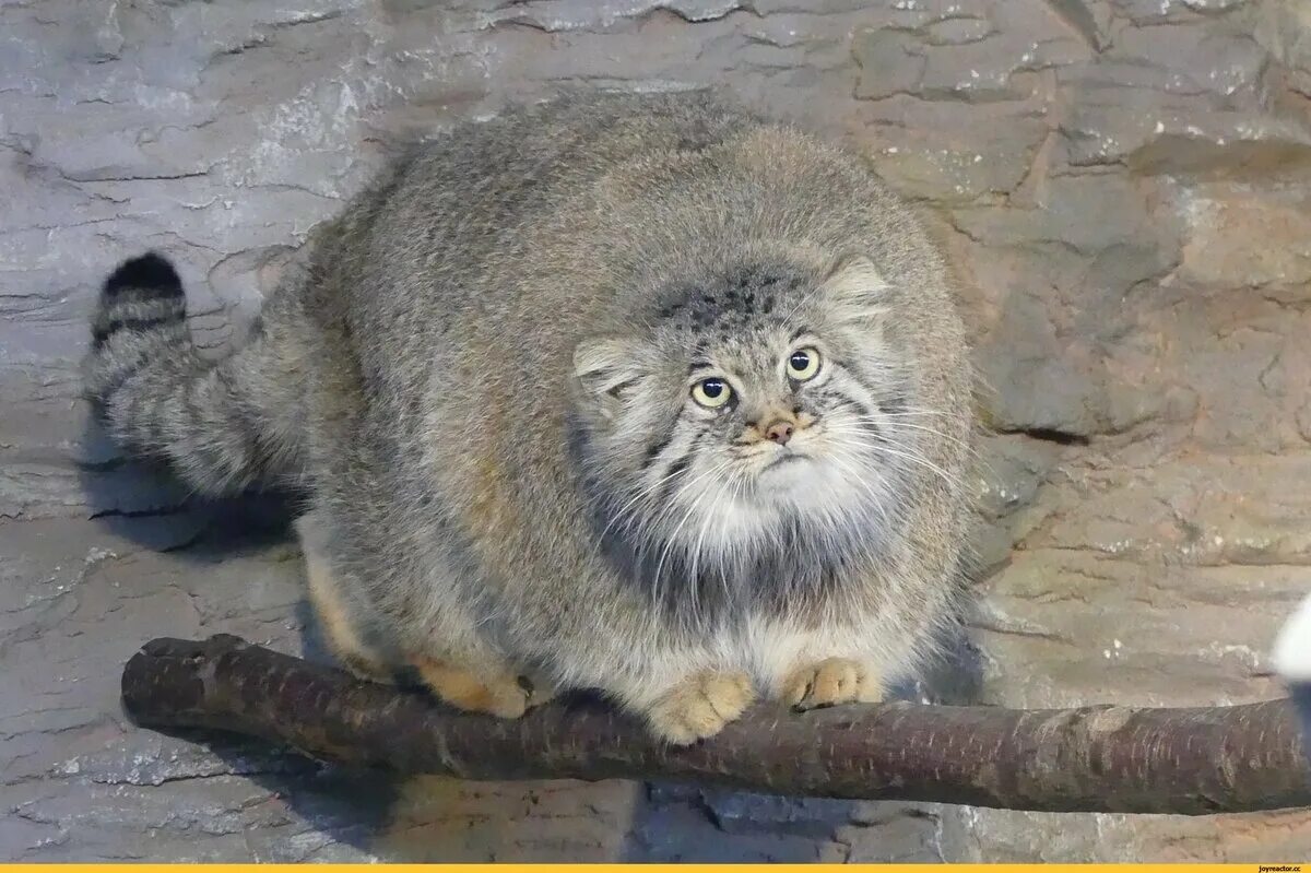 Manul types - Pallas' cat, Pet the cat, Milota, Fluffy, Types, Longpost