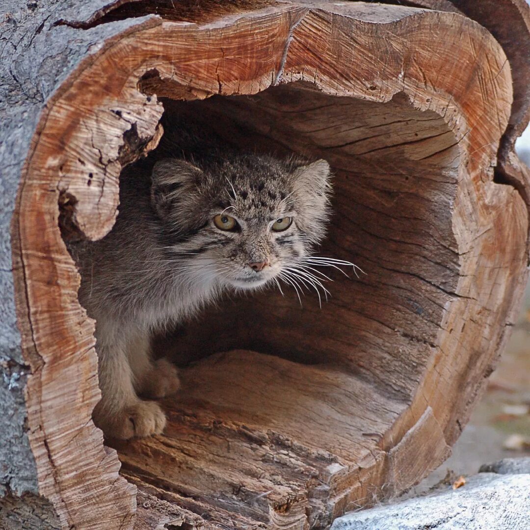 Manul types - Pallas' cat, Pet the cat, Milota, Fluffy, Types, Longpost