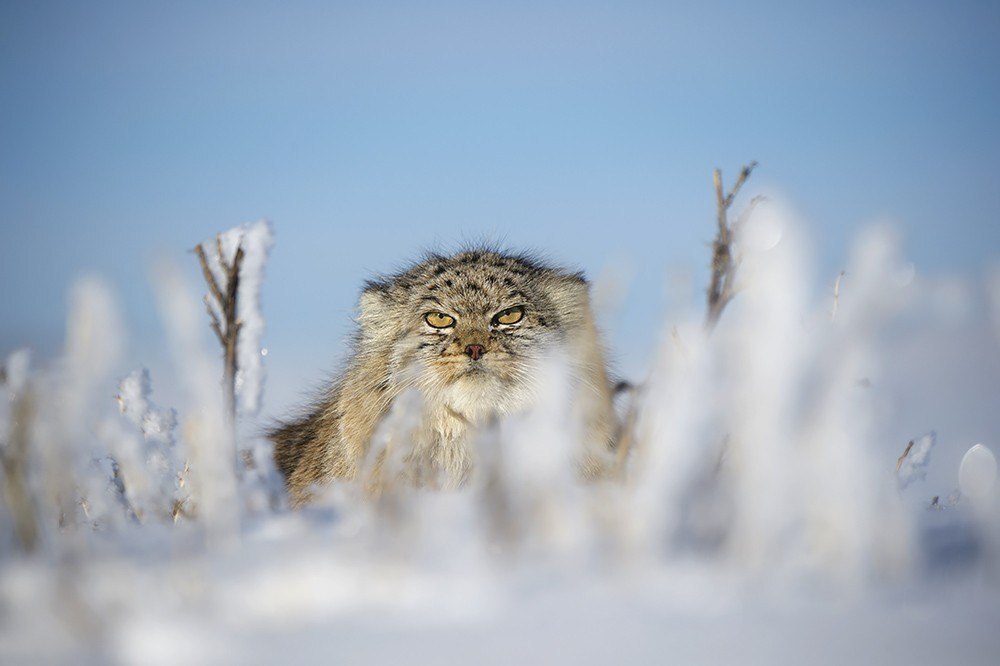 Manul types - Pallas' cat, Pet the cat, Milota, Fluffy, Types, Longpost