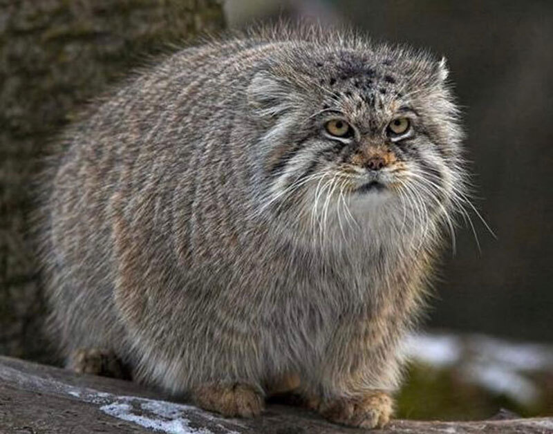 Manul types - Pallas' cat, Pet the cat, Milota, Fluffy, Types, Longpost