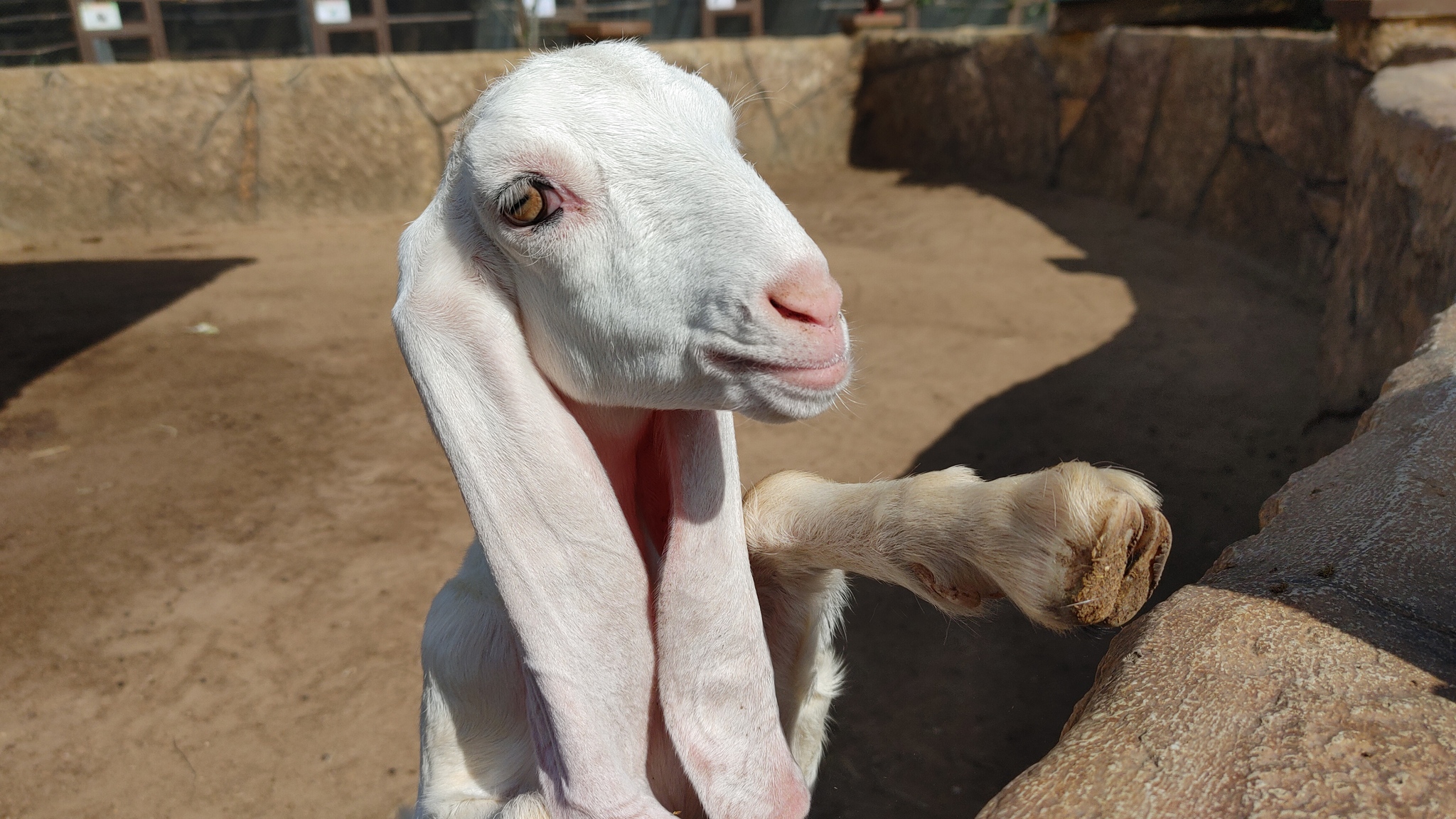 They have incredibly soft ears) - My, Mobile photography, Nubian goats, Ears