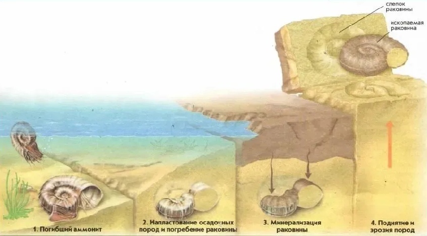 UNIQUE FOSSIL - AS LIFE - My, The science, Nauchpop, Informative, Research, Extinct species, Scientists, Longpost, Biology