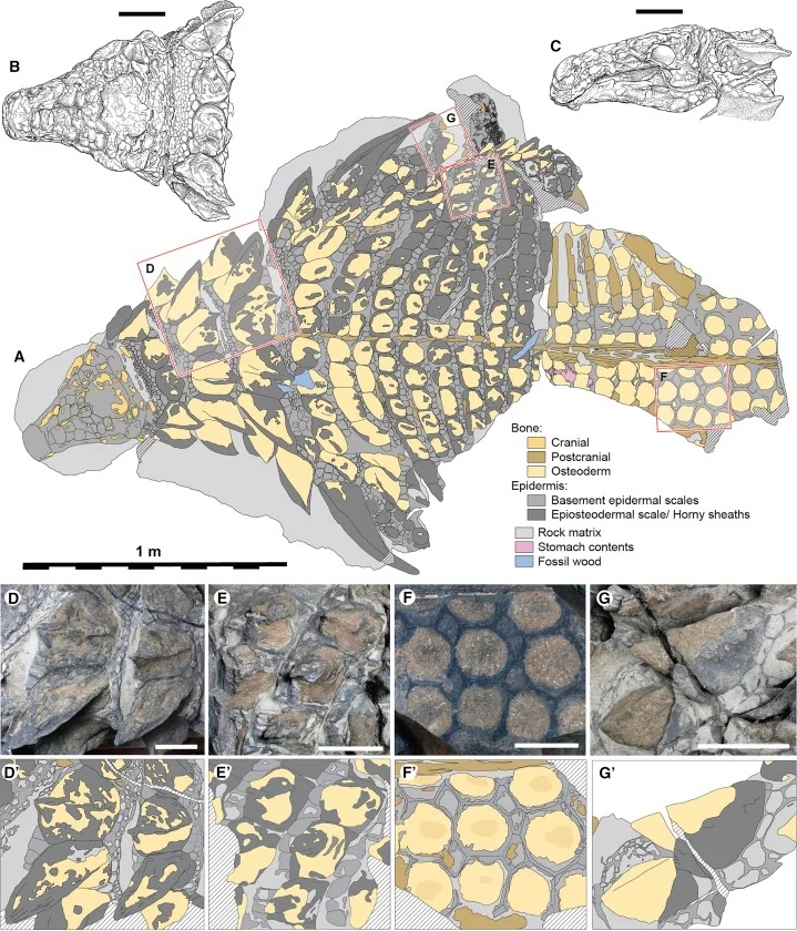 UNIQUE FOSSIL - AS LIFE - My, The science, Nauchpop, Informative, Research, Extinct species, Scientists, Longpost, Biology