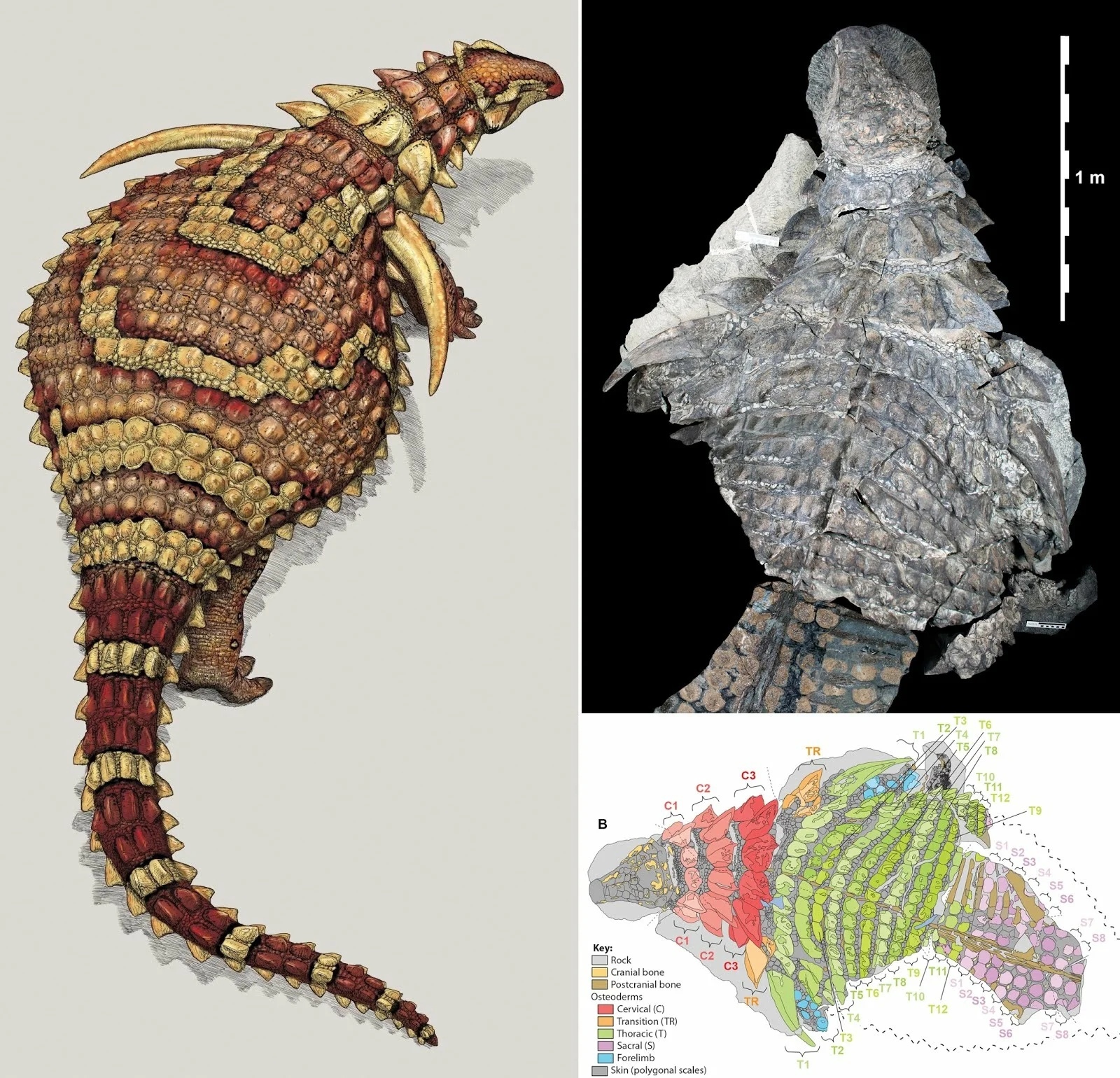 UNIQUE FOSSIL - AS LIFE - My, The science, Nauchpop, Informative, Research, Extinct species, Scientists, Longpost, Biology