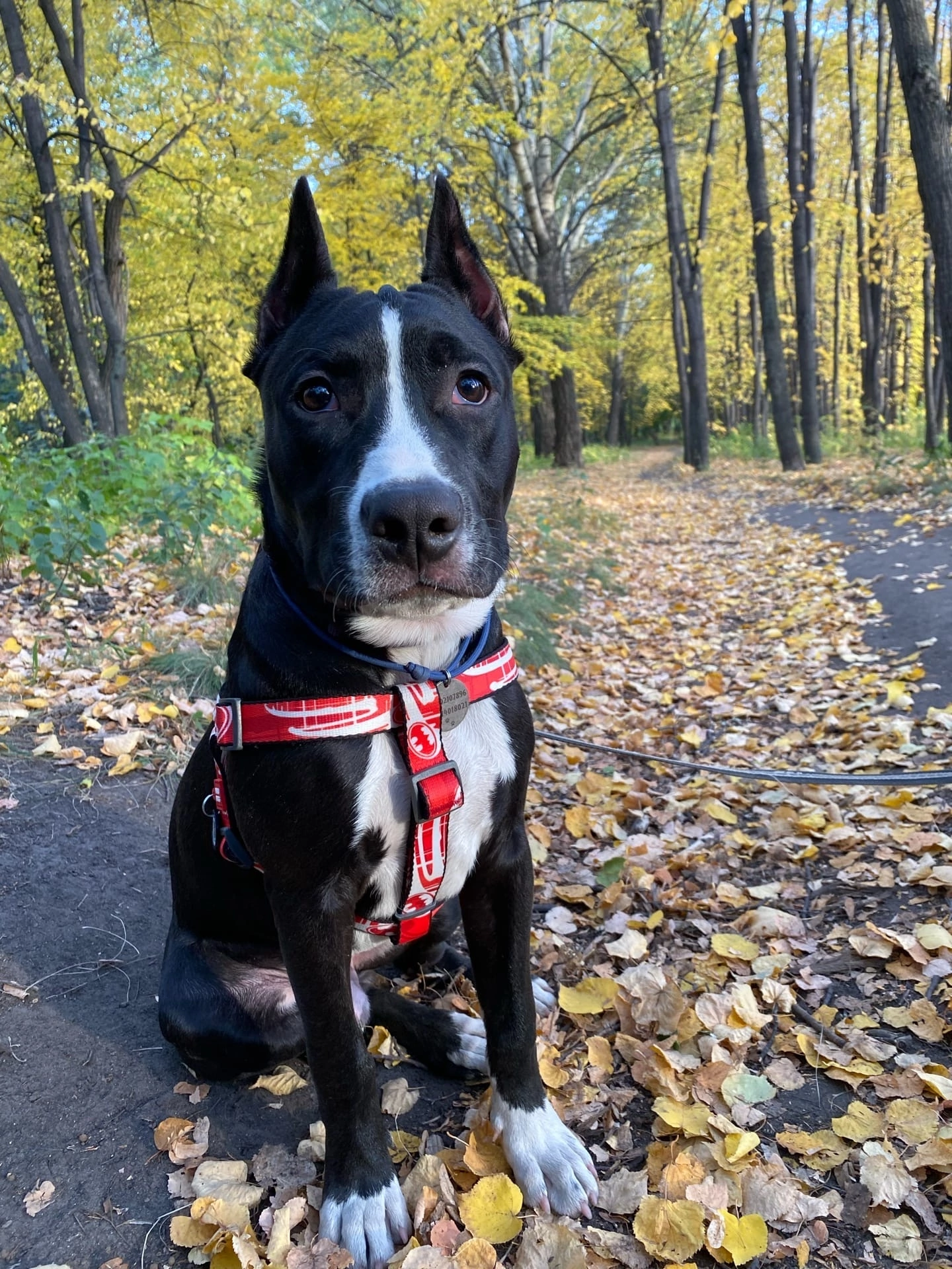 Autumn staff - My, Amstaff, Autumn, The park, Dog