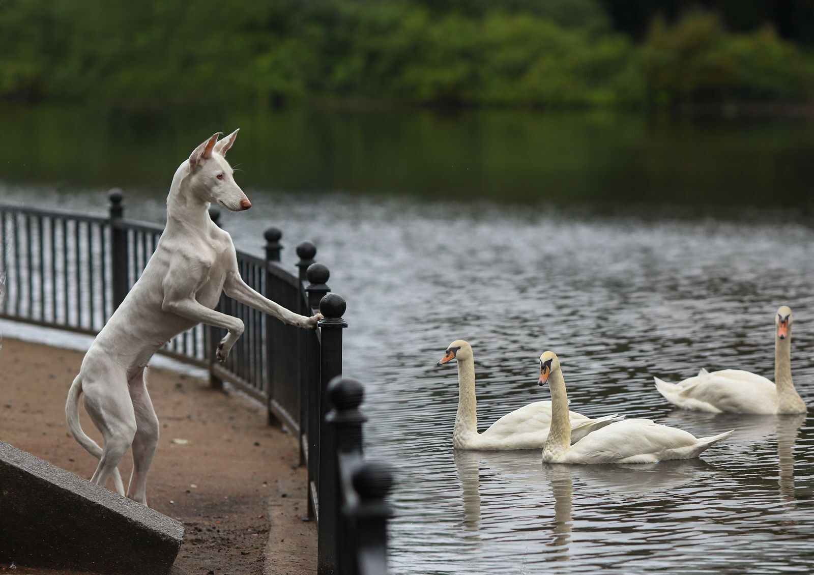 Swan Pond in St. Petersburg - My, Dog, Podenko Ibitsenko