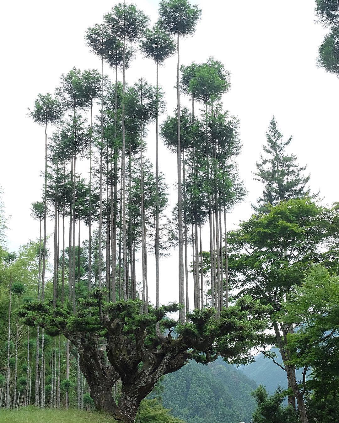 Daisugi - Images, From the network, Japan, Nature, Tree