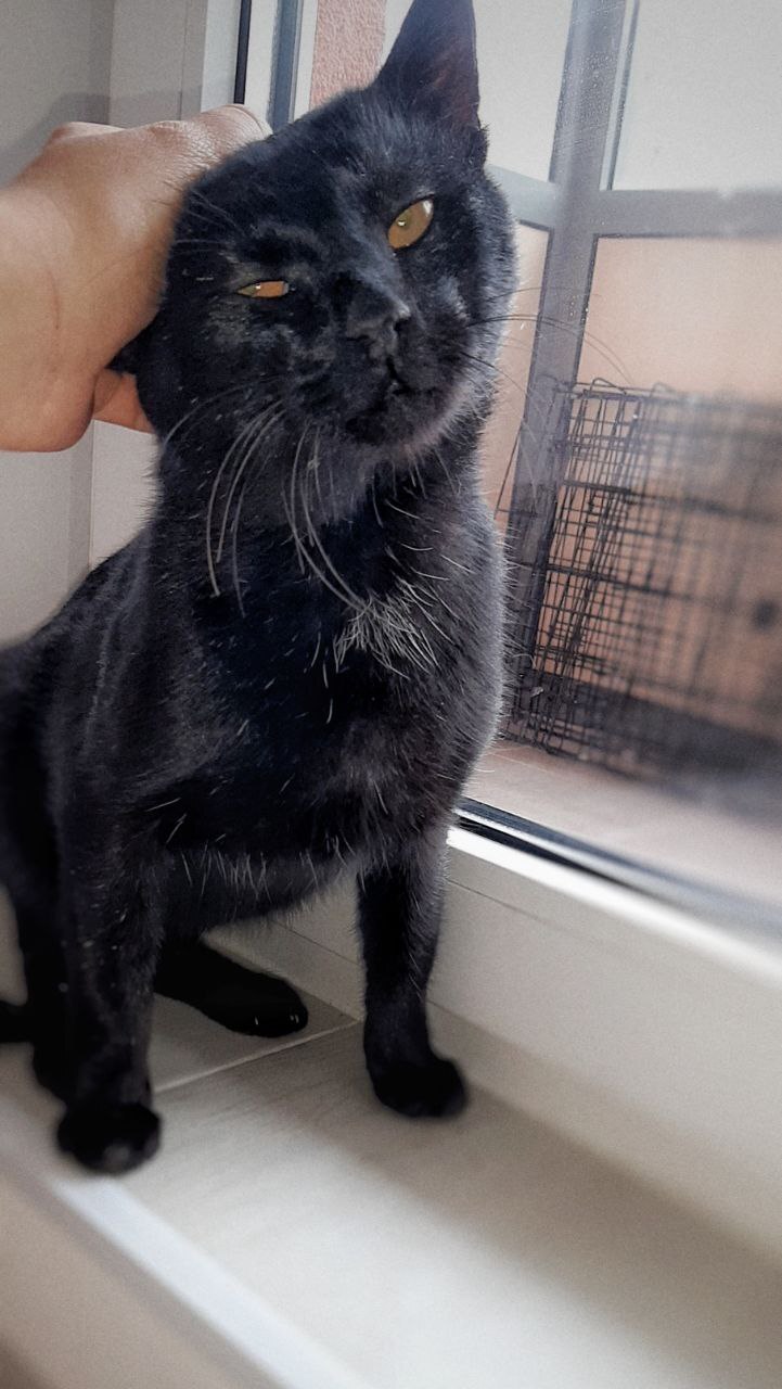 Manual affectionate panther is looking for a home in St. Petersburg - In good hands, Saint Petersburg, No rating, cat, Longpost, Helping animals