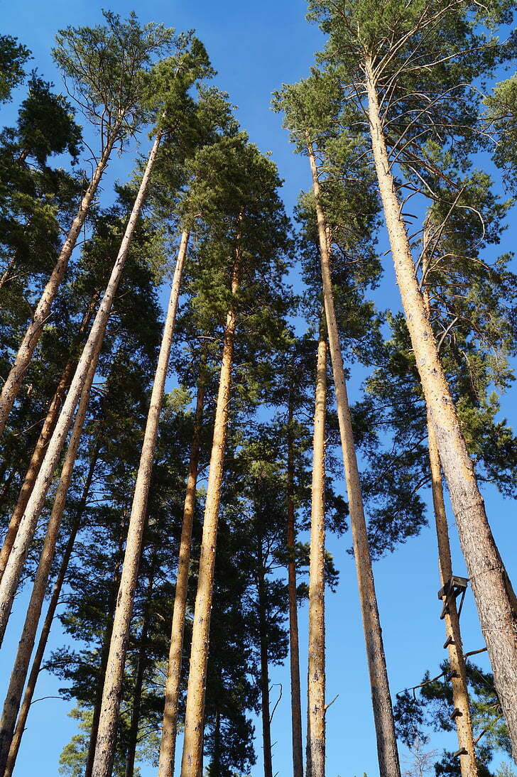 Fir/Pine - Forest, Nature, Christmas trees, Pine, Children