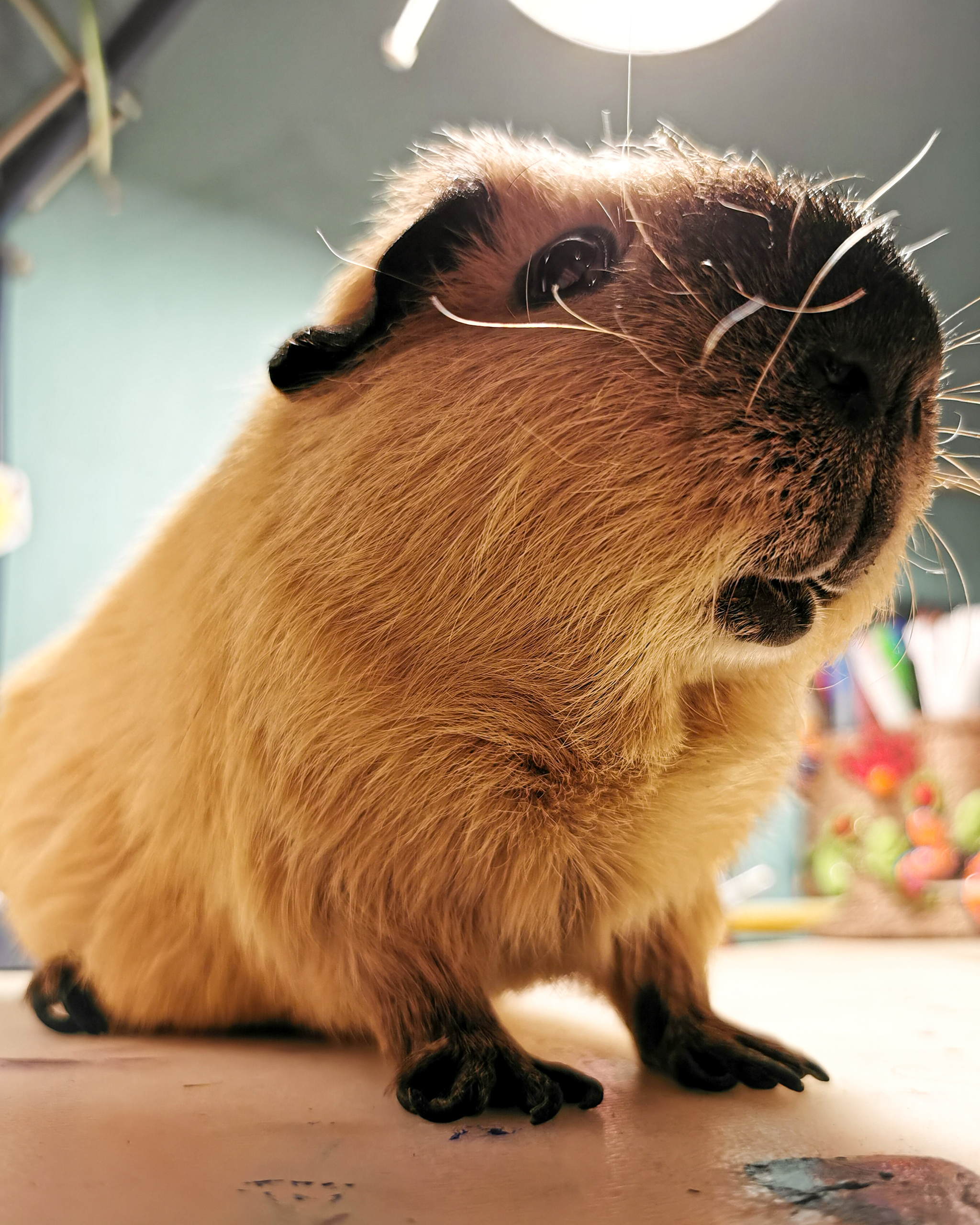 bread loaf posing - My, The photo, Mobile photography, Guinea pig, Animals, Pets, Longpost