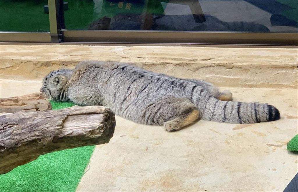 I slept, I ate, I looked with a displeased look ... - Pallas' cat, Pet the cat, Cat family, Small cats