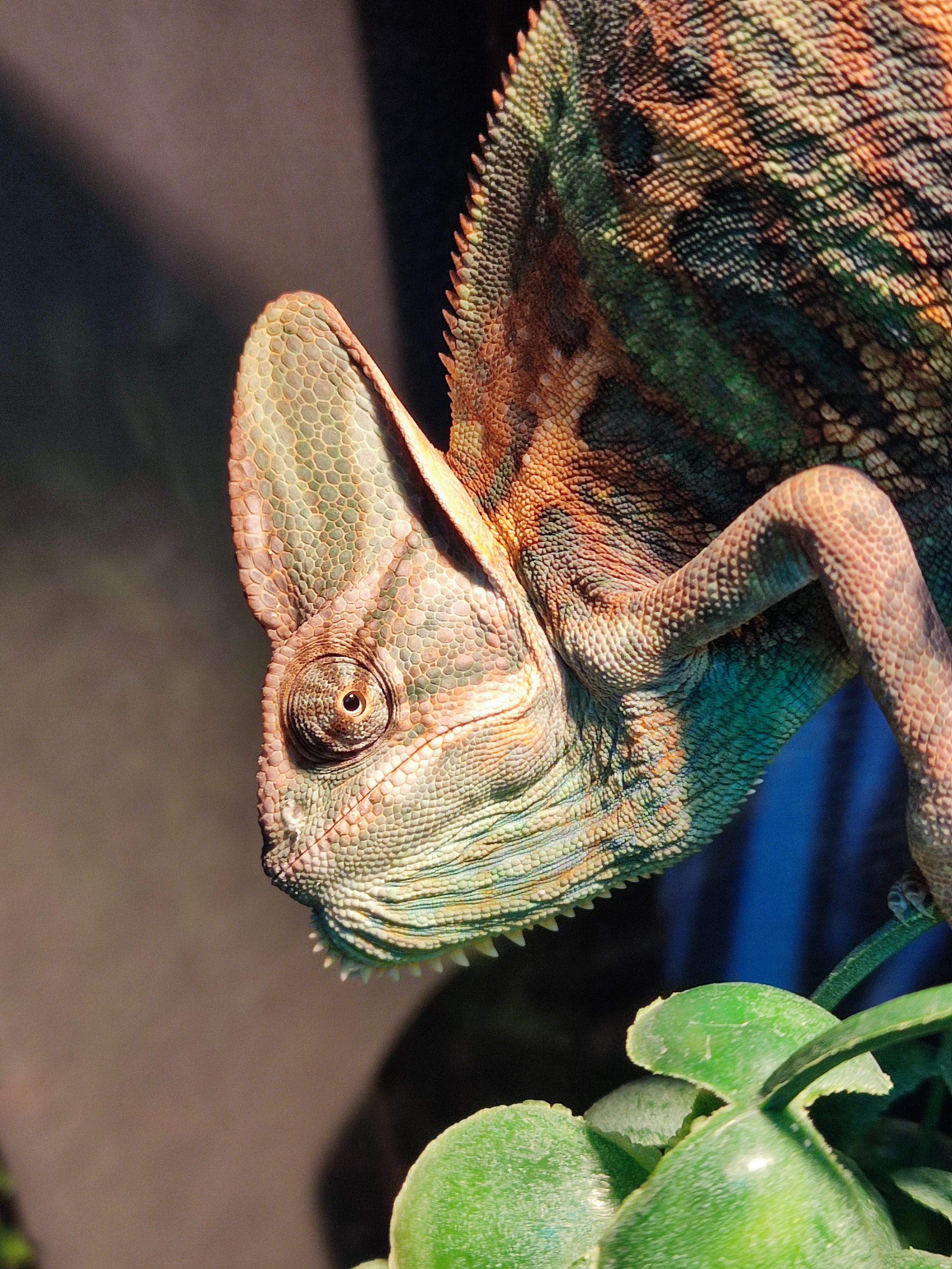 Take a break from breaking news - My, Pets, Chameleon, Longpost