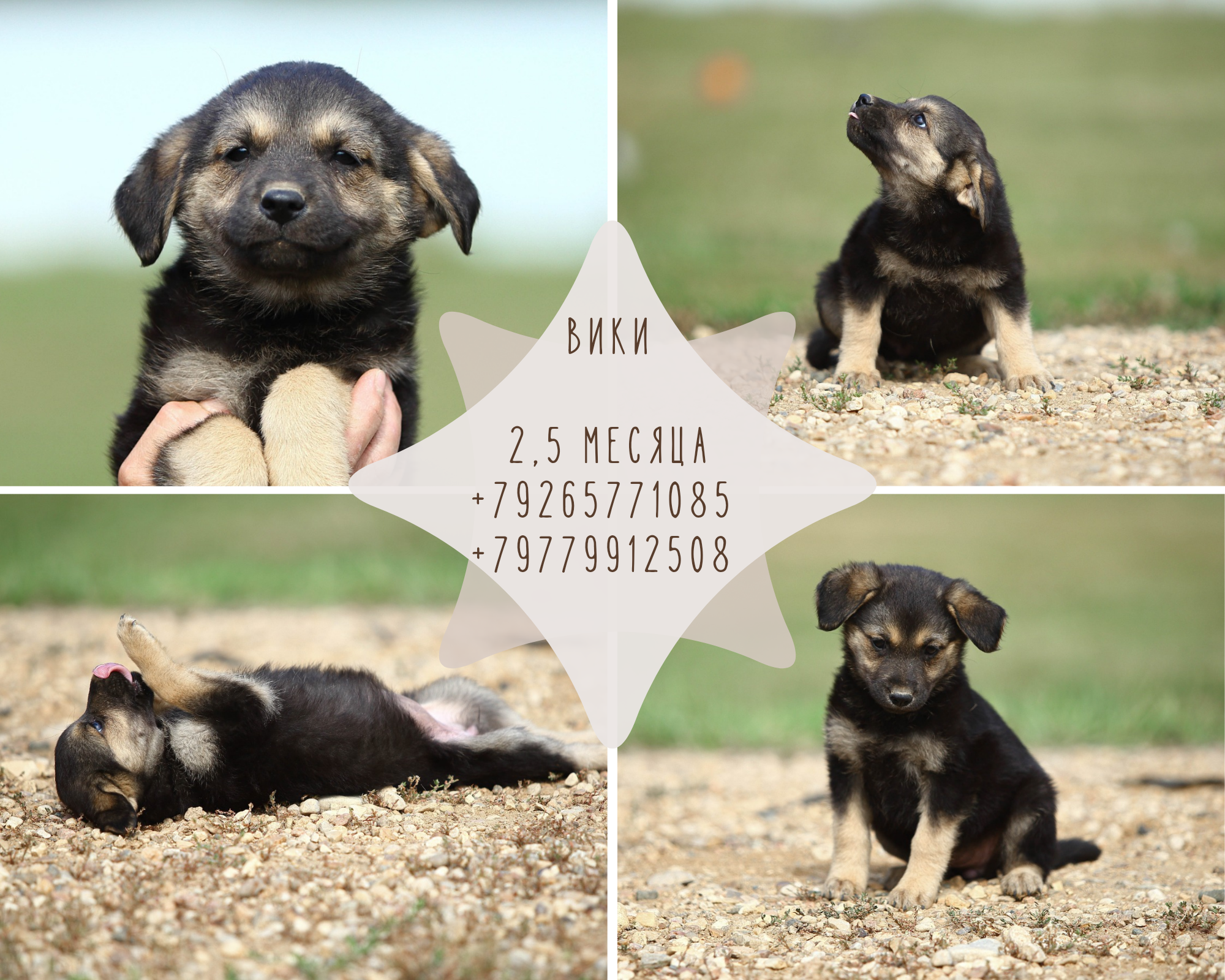 Wiki. Still small, but already a smiling dog) - My, Puppies, Dog, Dog days, Shelter, Animal shelter, The rescue, Animal Rescue, Help, No rating, Moscow, Moscow region, Milota