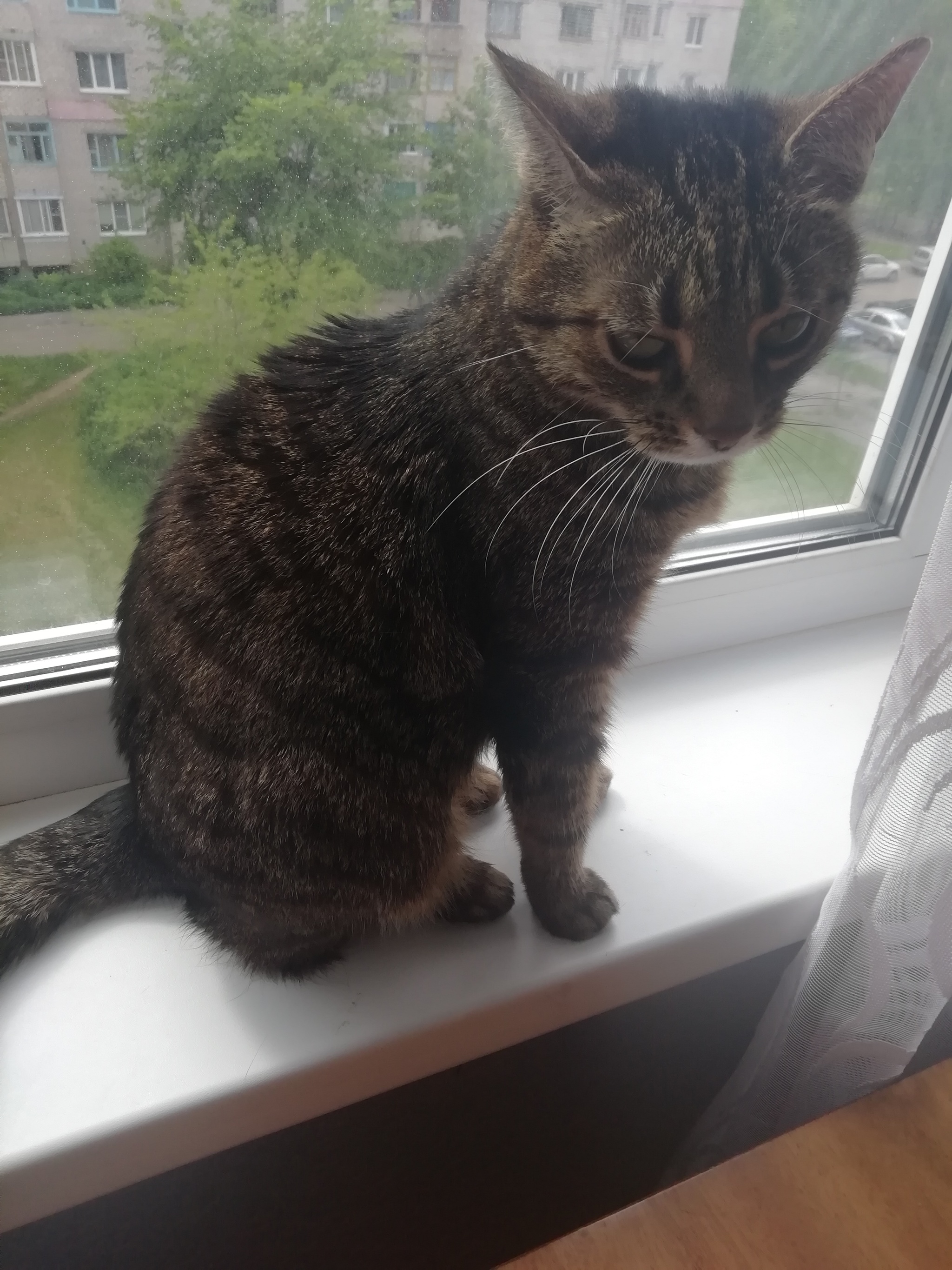 Simone on the windowsill - My, cat, Pets, The photo, Longpost