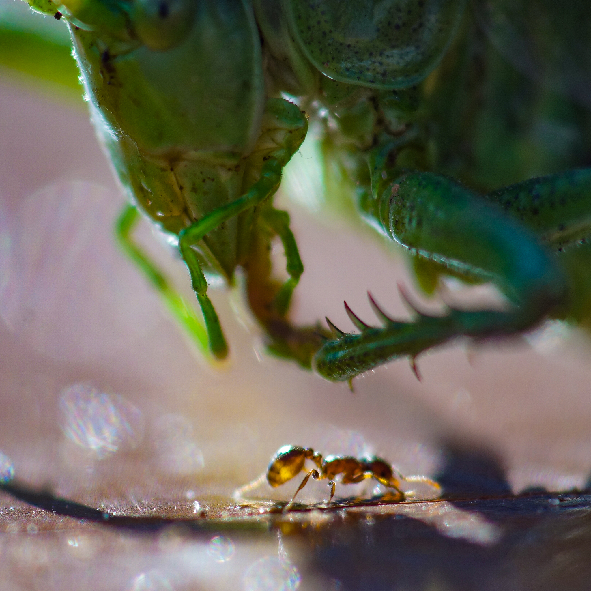 Sorry, I was wrong... - My, Macro photography, Ants, Grasshopper