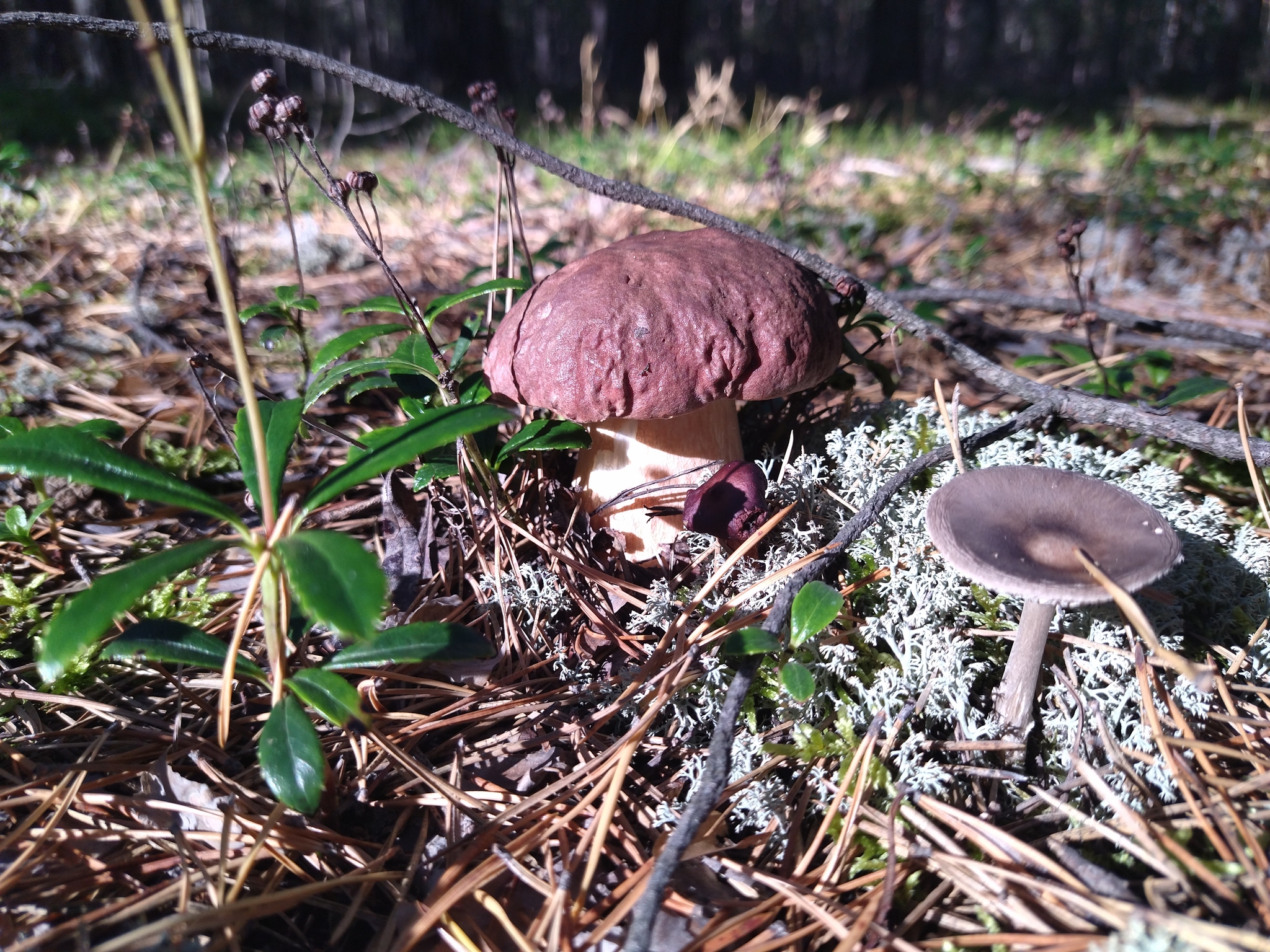 20.09.2022 Tyumen region - Mushrooms, Borovik, Longpost