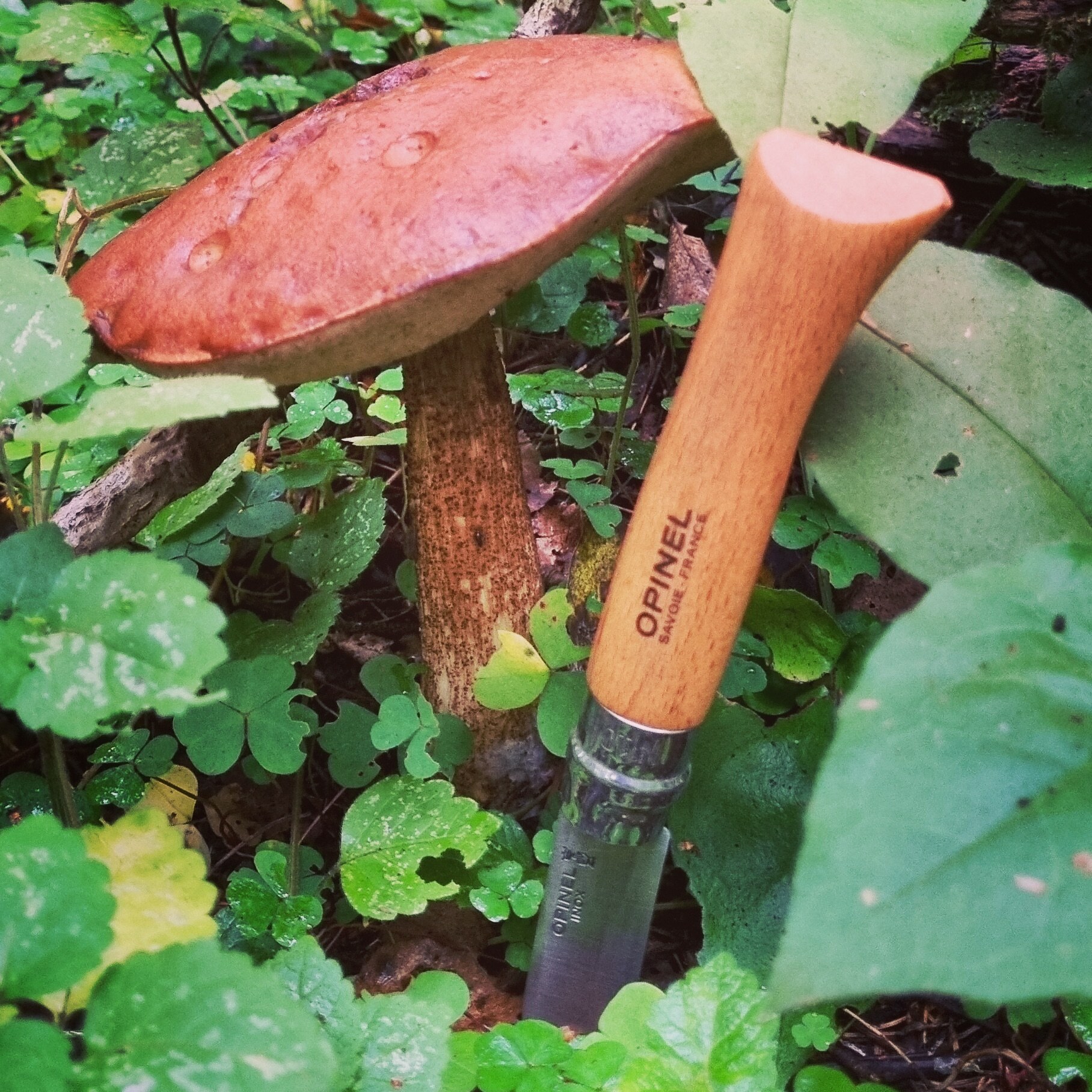 OPINEL in its environment - My, Knife, Opinel, Silent hunt