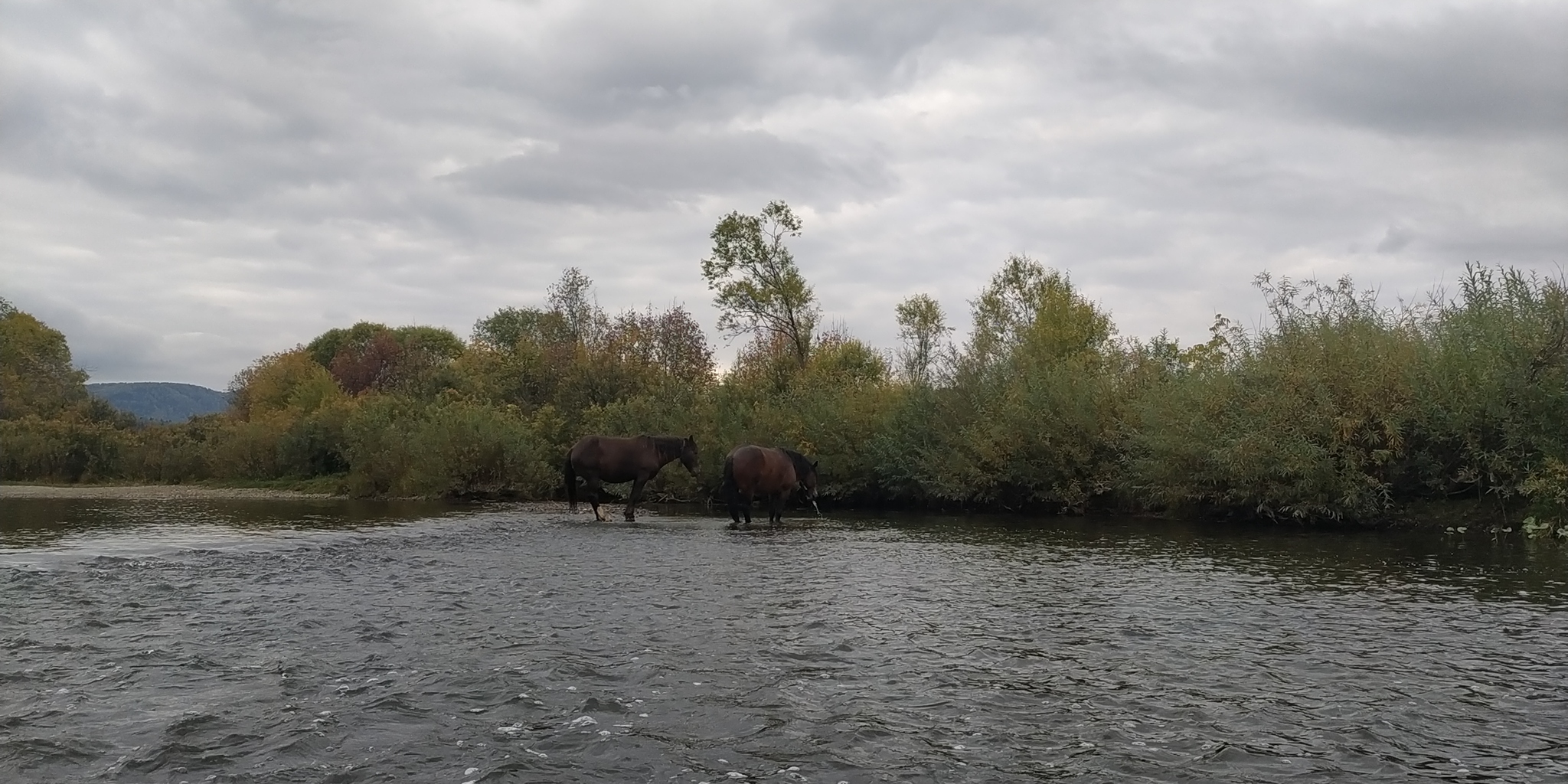 Autumn rafting on the river Kondoma, Tashtagol region - My, Alloy, Kayak, Nature, Autumn, Relaxation, Mobile photography, Longpost