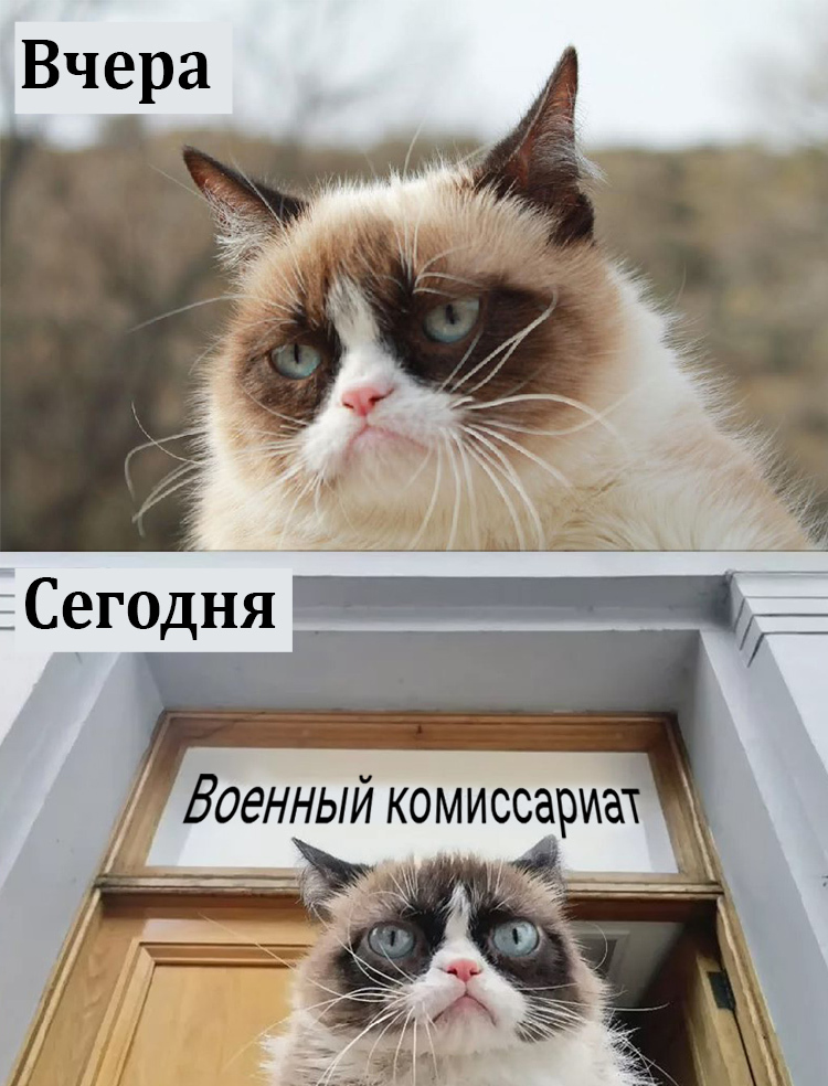 It was bad, it will get worse - My, Humor, Strange humor, Sad humor, Mobilization, Partial mobilization, Army, Politics, Grumpy cat