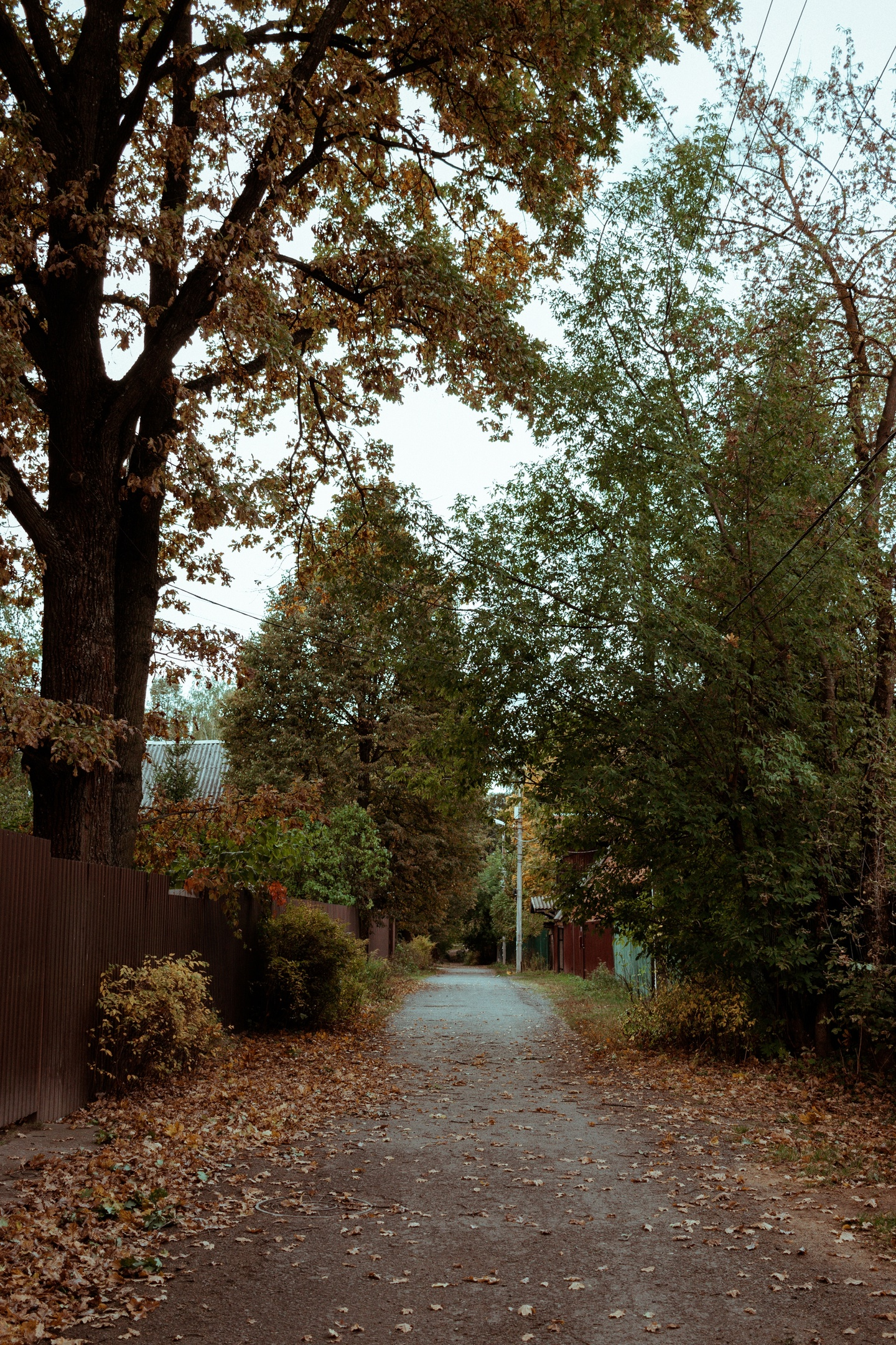 Walk around the area - My, Canon, The photo, Landscape, Autumn, Forest, Road, Longpost