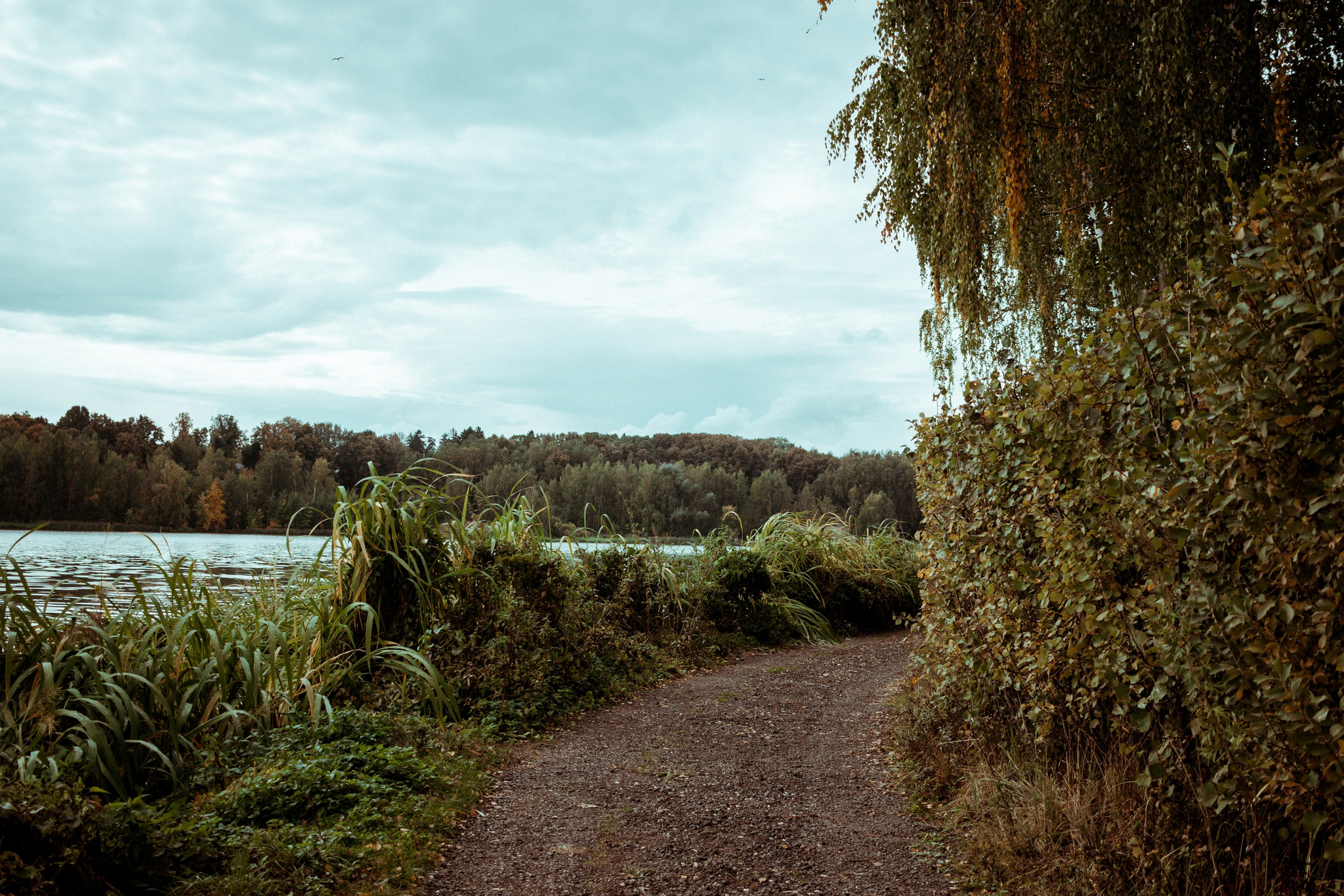 Walk around the area - My, Canon, The photo, Landscape, Autumn, Forest, Road, Longpost