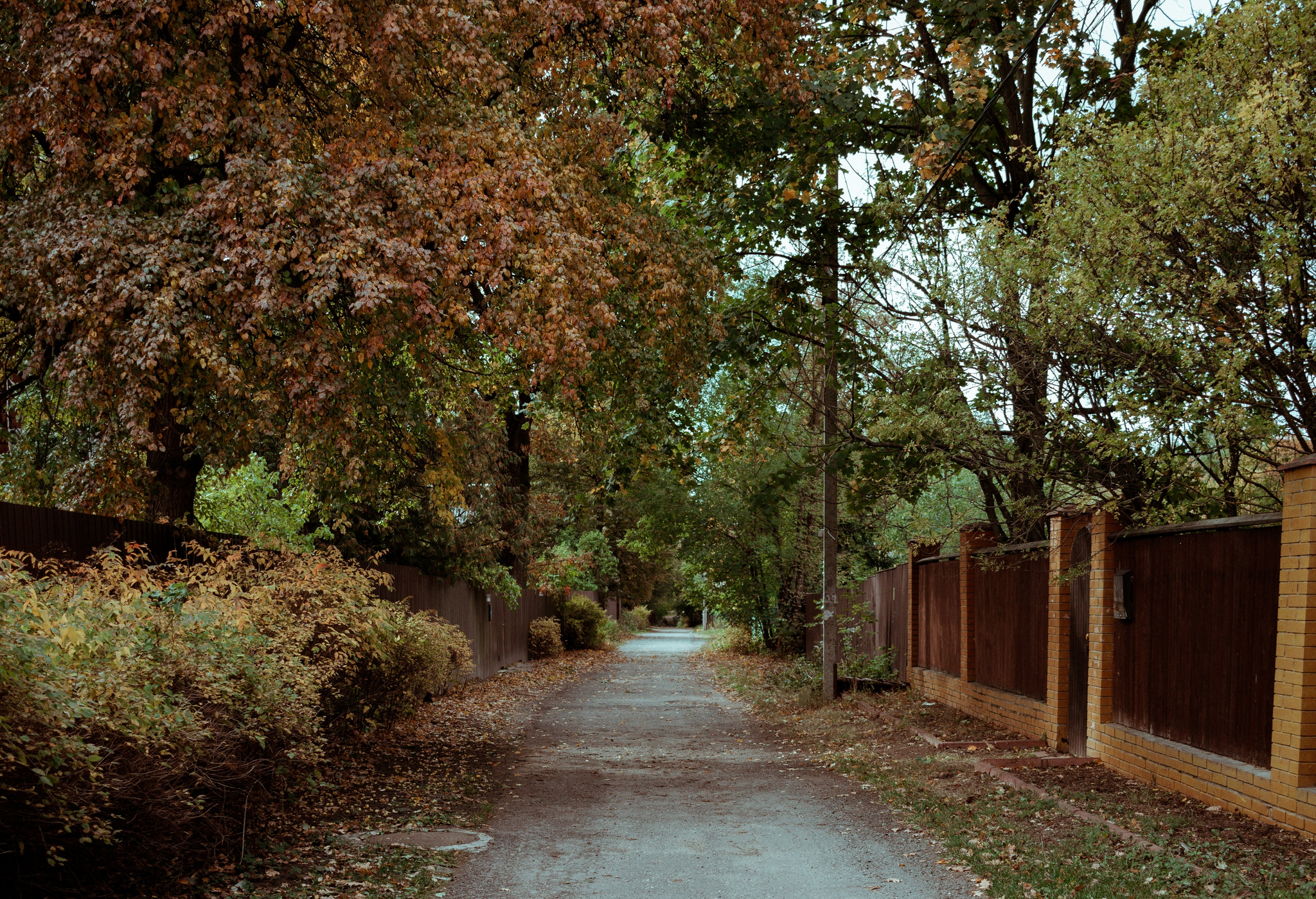 Walk around the area - My, Canon, The photo, Landscape, Autumn, Forest, Road, Longpost