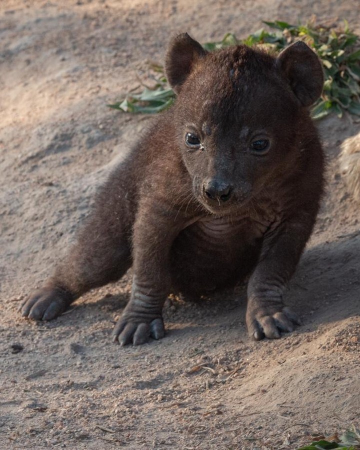 1 month old baby - Spotted Hyena, Hyena, Predatory animals, Mammals, Wild animals, wildlife, Nature, Reserves and sanctuaries, South Africa, The photo, Young, Longpost, Animals