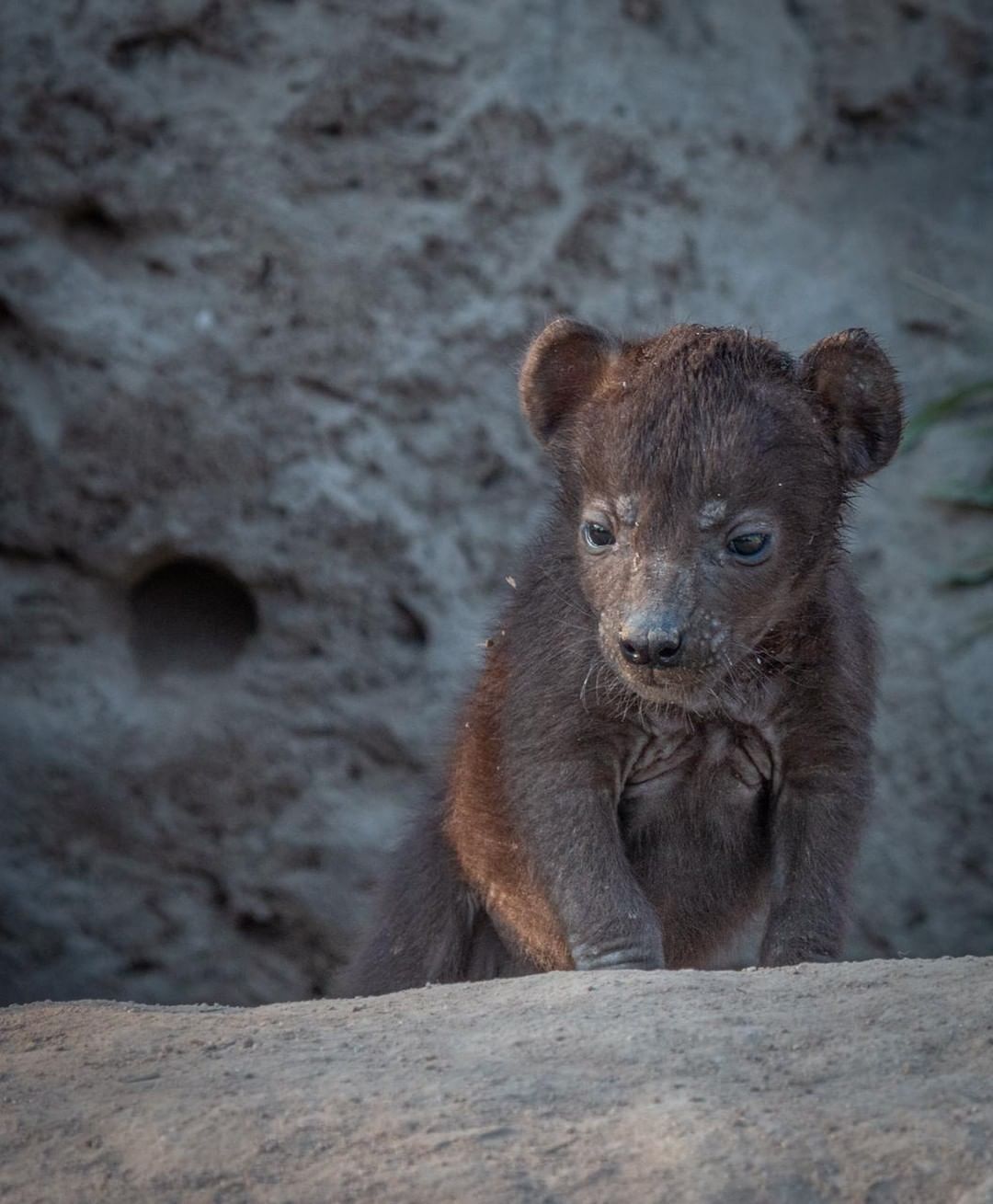 1 month old baby - Spotted Hyena, Hyena, Predatory animals, Mammals, Wild animals, wildlife, Nature, Reserves and sanctuaries, South Africa, The photo, Young, Longpost, Animals