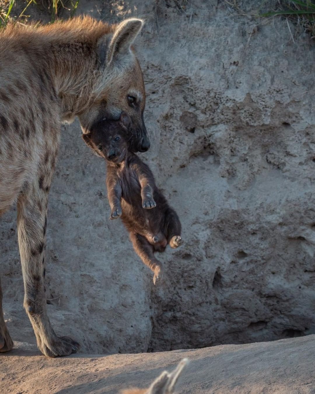 1 month old baby - Spotted Hyena, Hyena, Predatory animals, Mammals, Wild animals, wildlife, Nature, Reserves and sanctuaries, South Africa, The photo, Young, Longpost, Animals